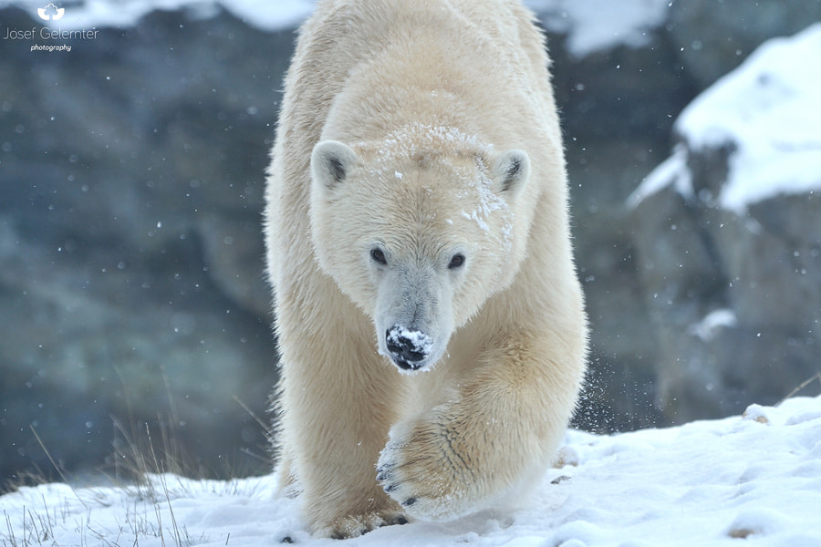 Nikon D3S sample photo. Polar bear approach photography