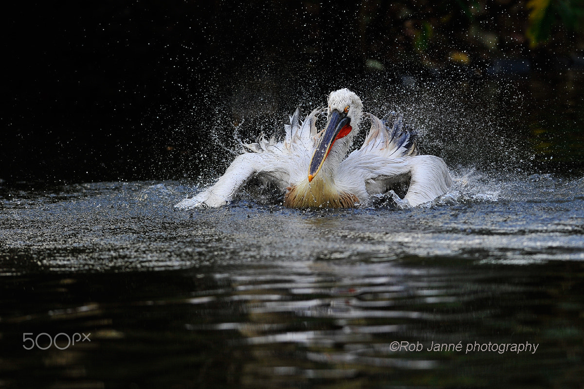 Nikon D700 + Nikon AF-S Nikkor 300mm F2.8G ED VR II sample photo. Washup ii photography