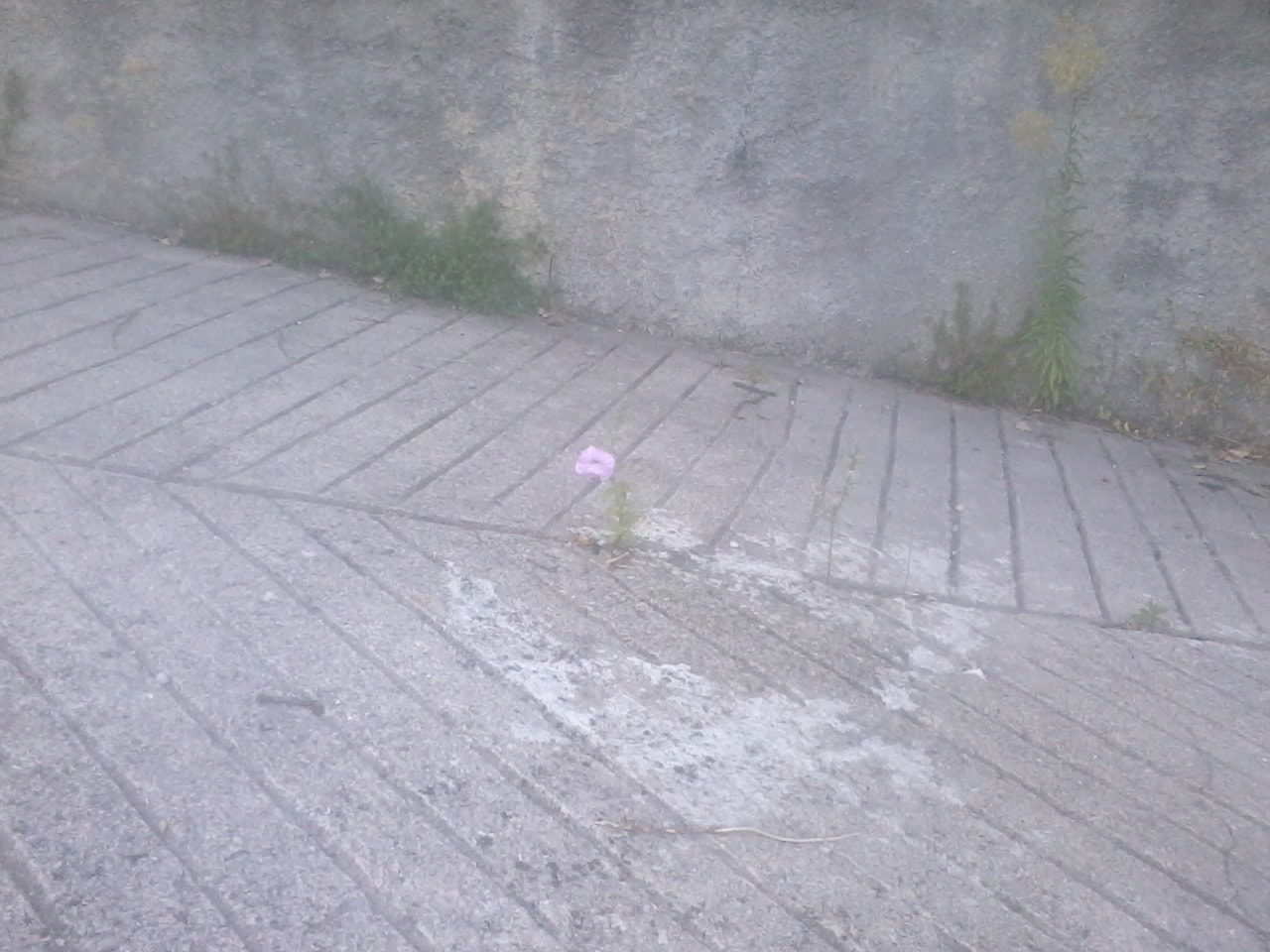 Samsung Galaxy Pocket sample photo. Concrete flower photography