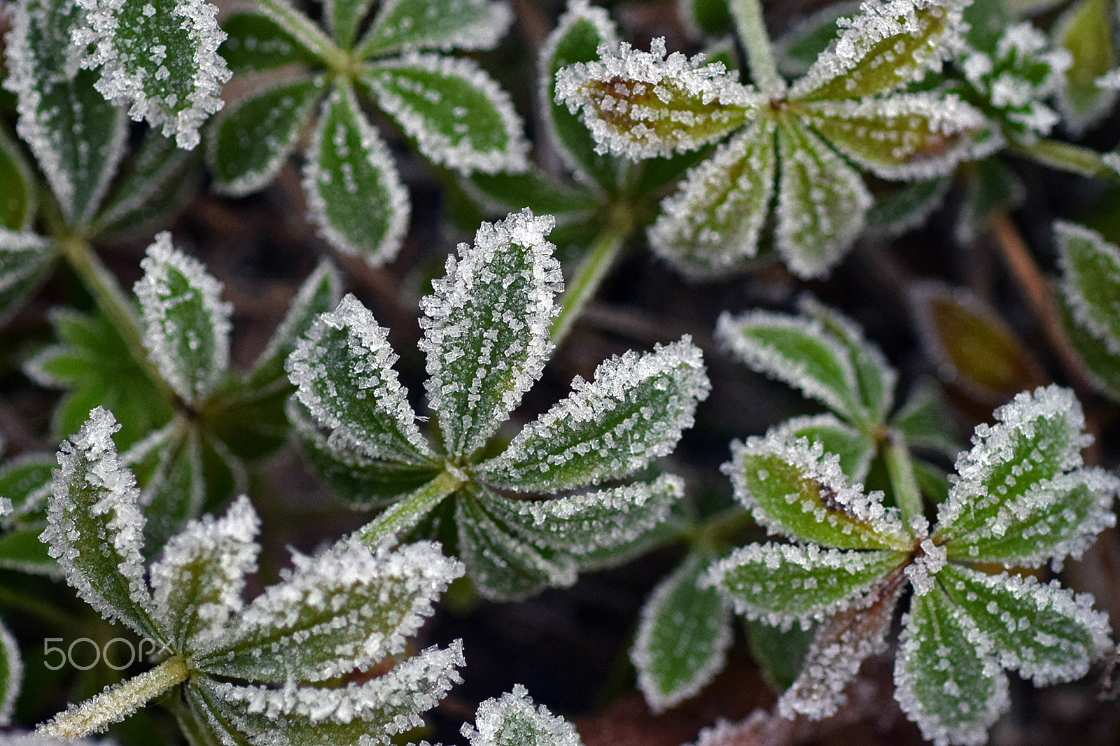 Nikon D3300 + Nikon AF Micro-Nikkor 60mm F2.8D sample photo. Edged with frost photography