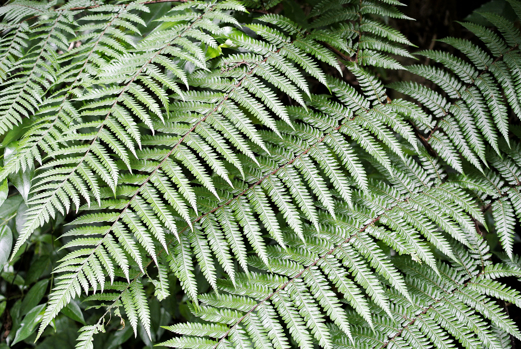 Nikon 1 V1 + Nikon 1 Nikkor 18.5mm F1.8 sample photo. Rotorua geyser - new zealand - silver fern photography