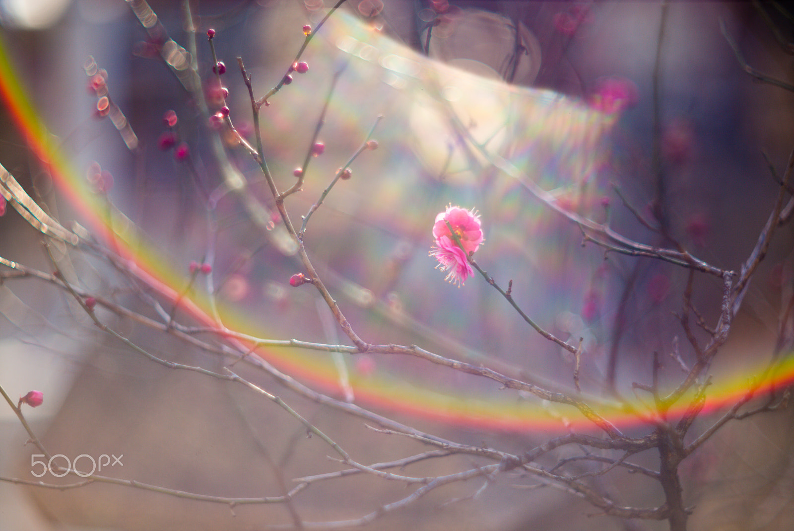 Noctilux-M 1:1/50 sample photo. Winter sunlight photography