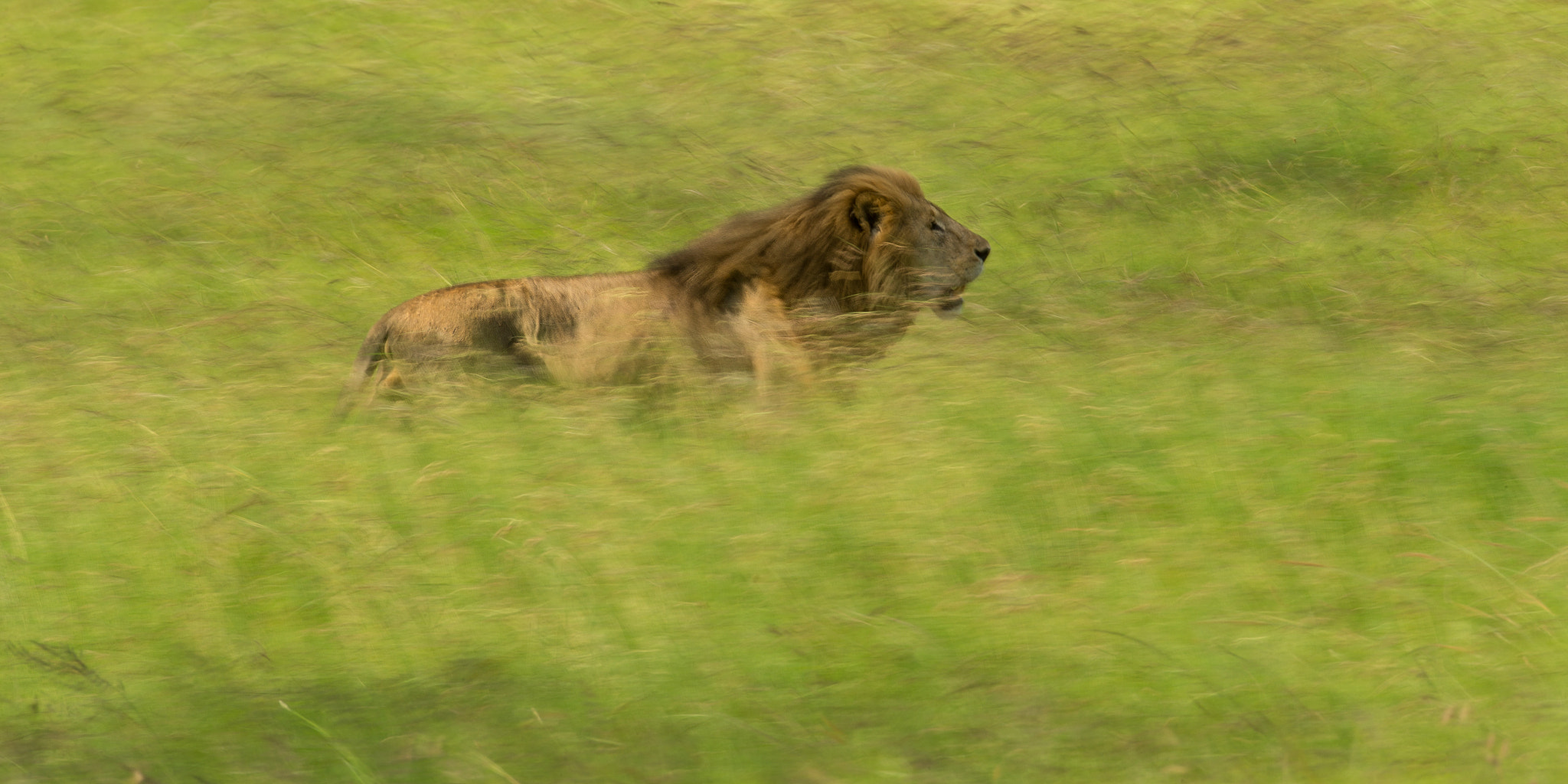 Canon EF 600mm F4L IS USM sample photo. In the green grass photography
