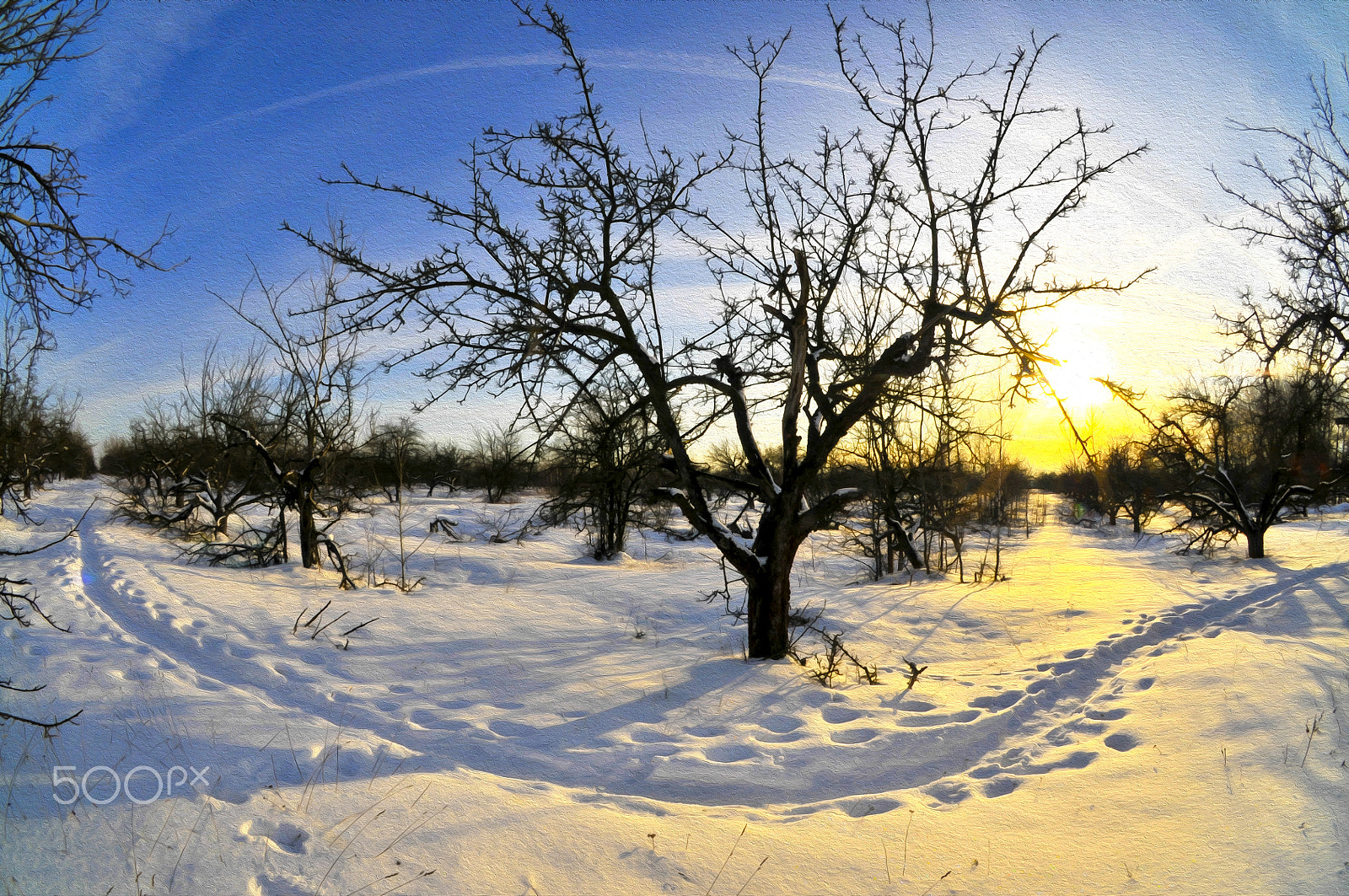 Nikon D300 + Sigma 10mm F2.8 EX DC HSM Diagonal Fisheye sample photo. Solnedgången i vinterträdgården 2 photography