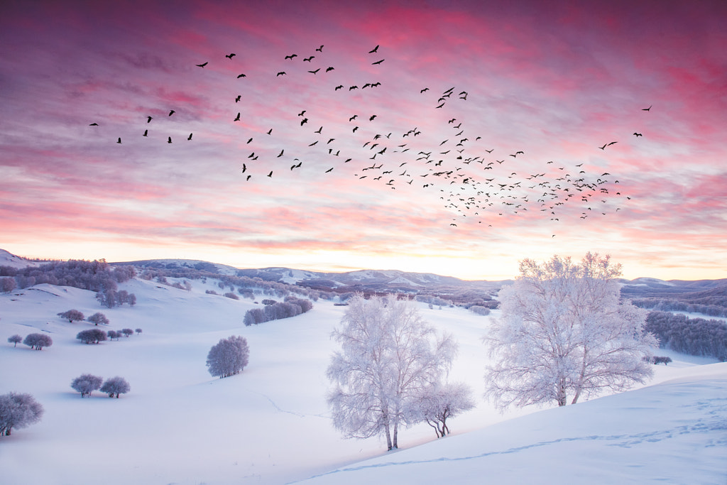 Birds by Peng Yuan on 500px.com