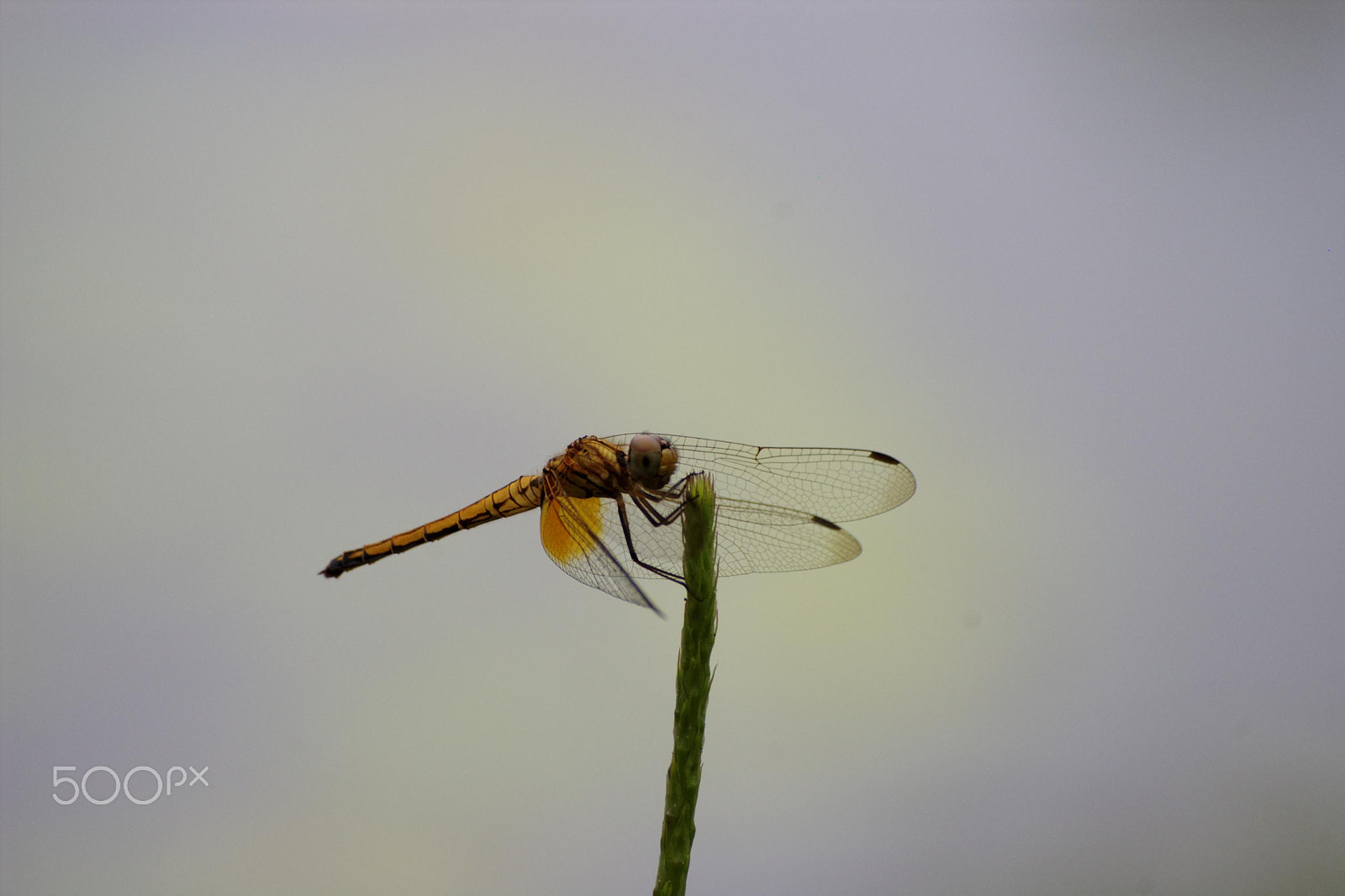 Pentax K100D Super + Sigma 55-200mm F4-5.6 DC sample photo. Dragonfly photography