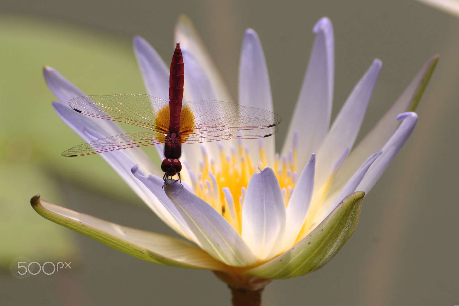 Pentax K100D Super + Sigma 55-200mm F4-5.6 DC sample photo. Dragonfly and lily photography