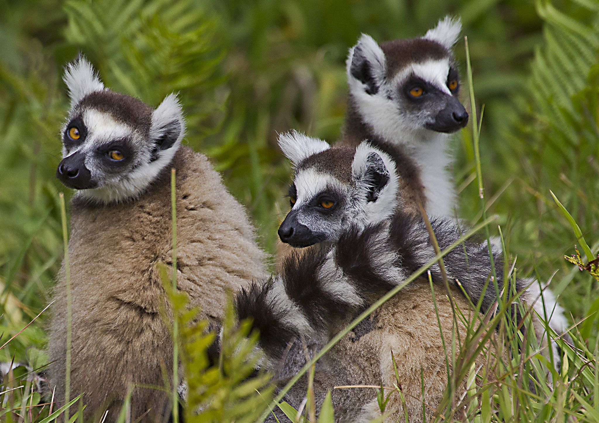 Canon EF 70-200mm F2.8L IS II USM sample photo. Ring tailed lemurs photography