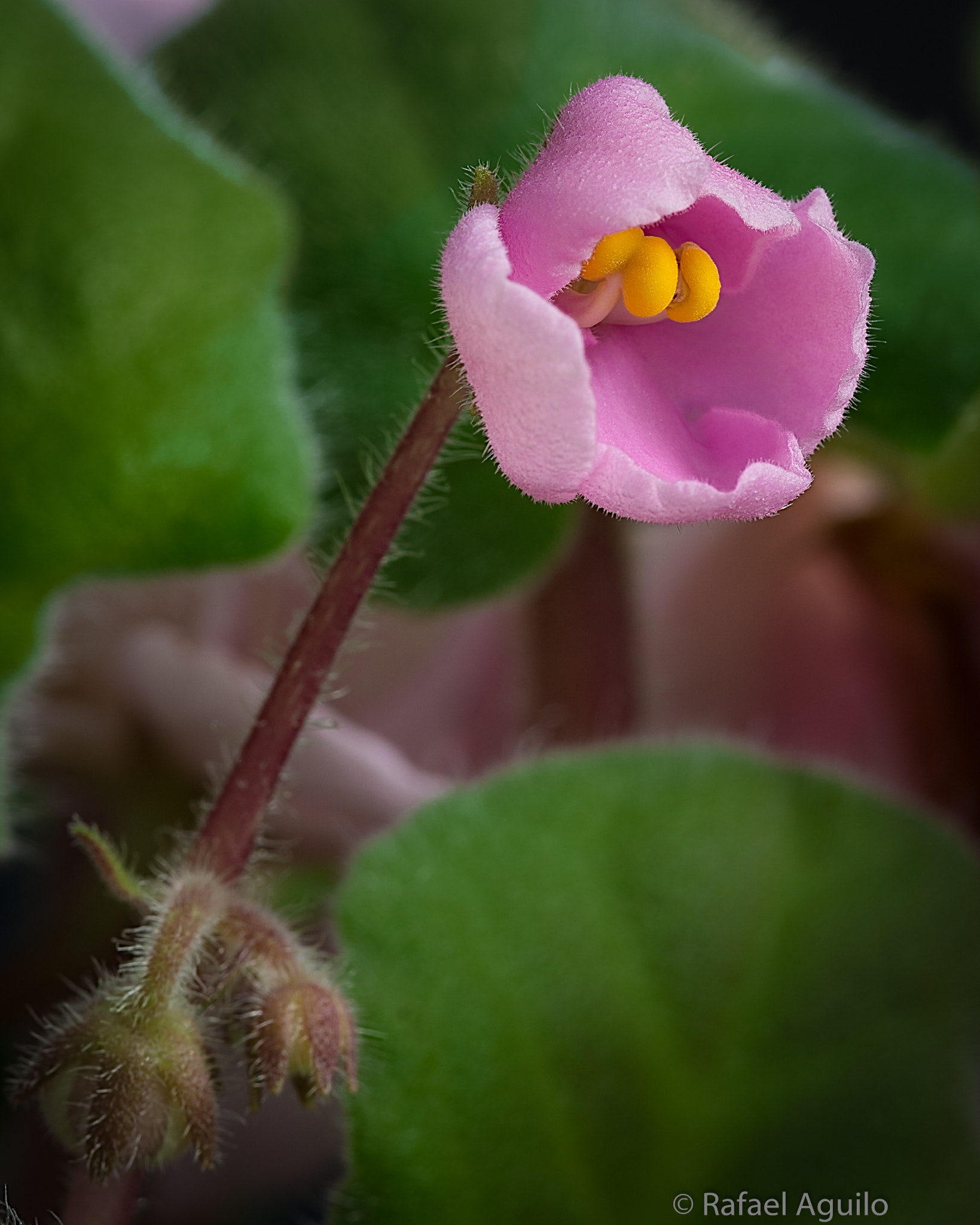 Nikon D7100 + AF Micro-Nikkor 105mm f/2.8 sample photo. African violet photography
