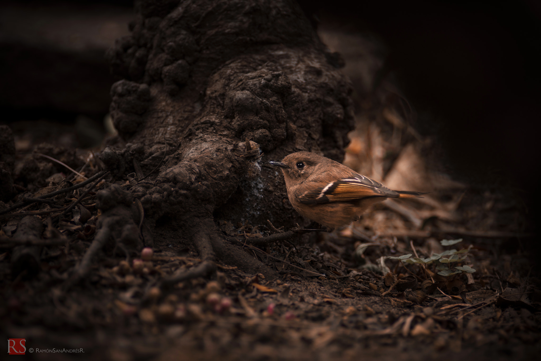 Nikon D600 + Nikon AF Nikkor 180mm F2.8D ED-IF sample photo. Pajarito photography