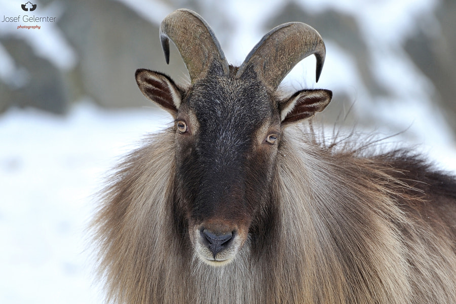 Nikon D3S sample photo. Himalayan tahr photography