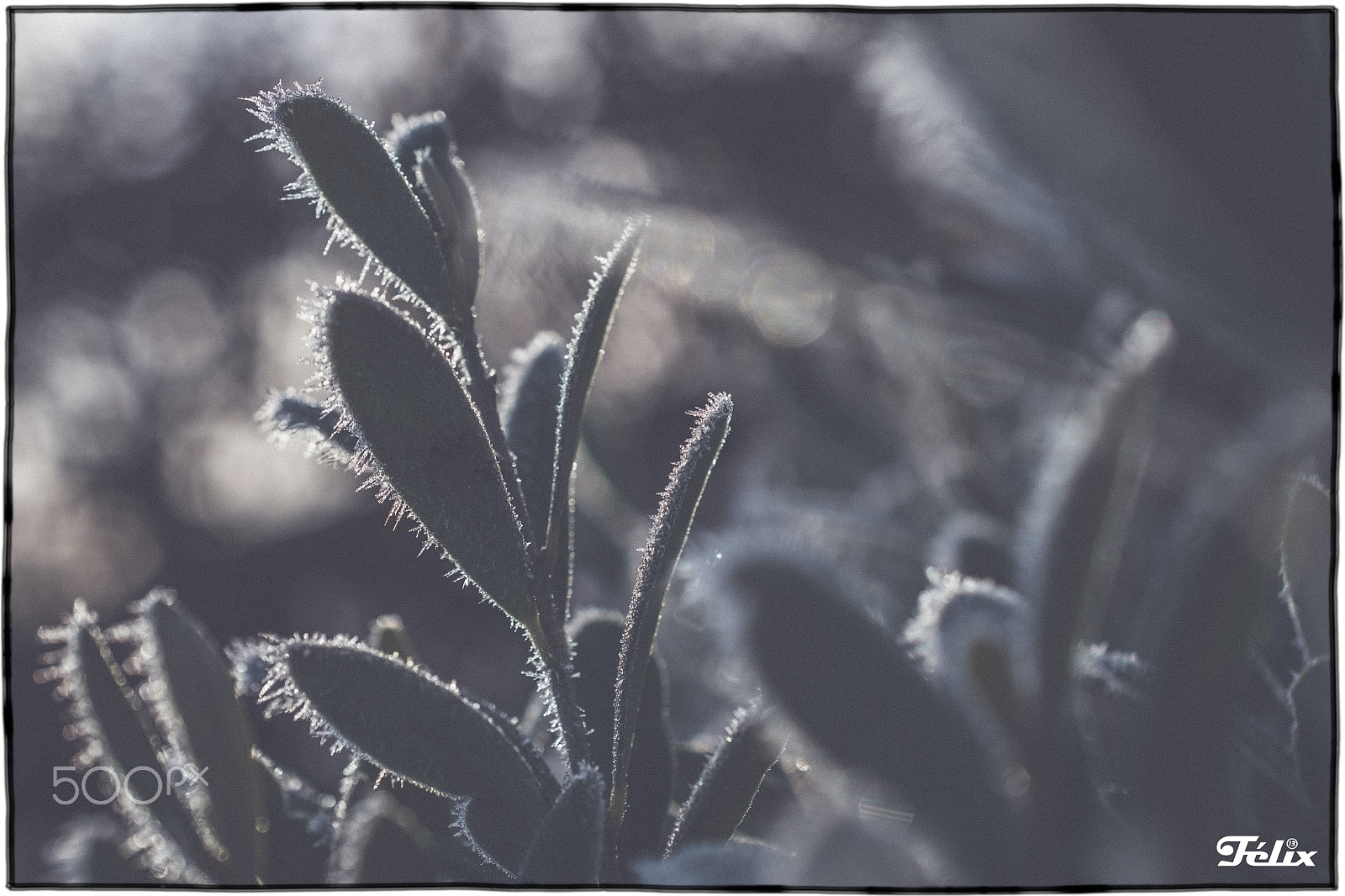 Nikon AF-S DX Micro Nikkor 40mm F2.8 sample photo. Frozen leaves photography