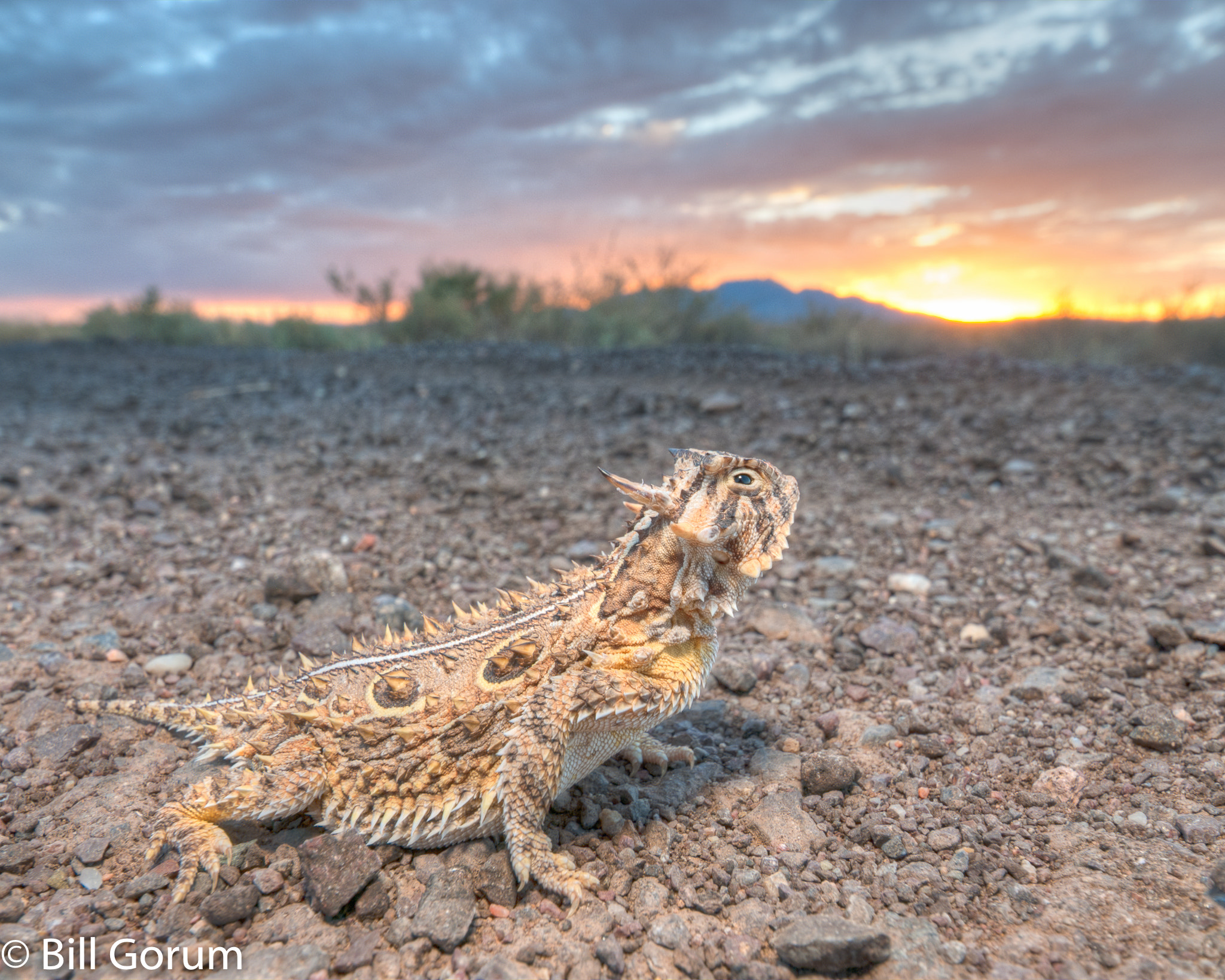 Nikon D200 + Nikon AF-S DX Nikkor 10-24mm F3-5-4.5G ED sample photo. Texas horned lizard at sunset, new mexico. photography