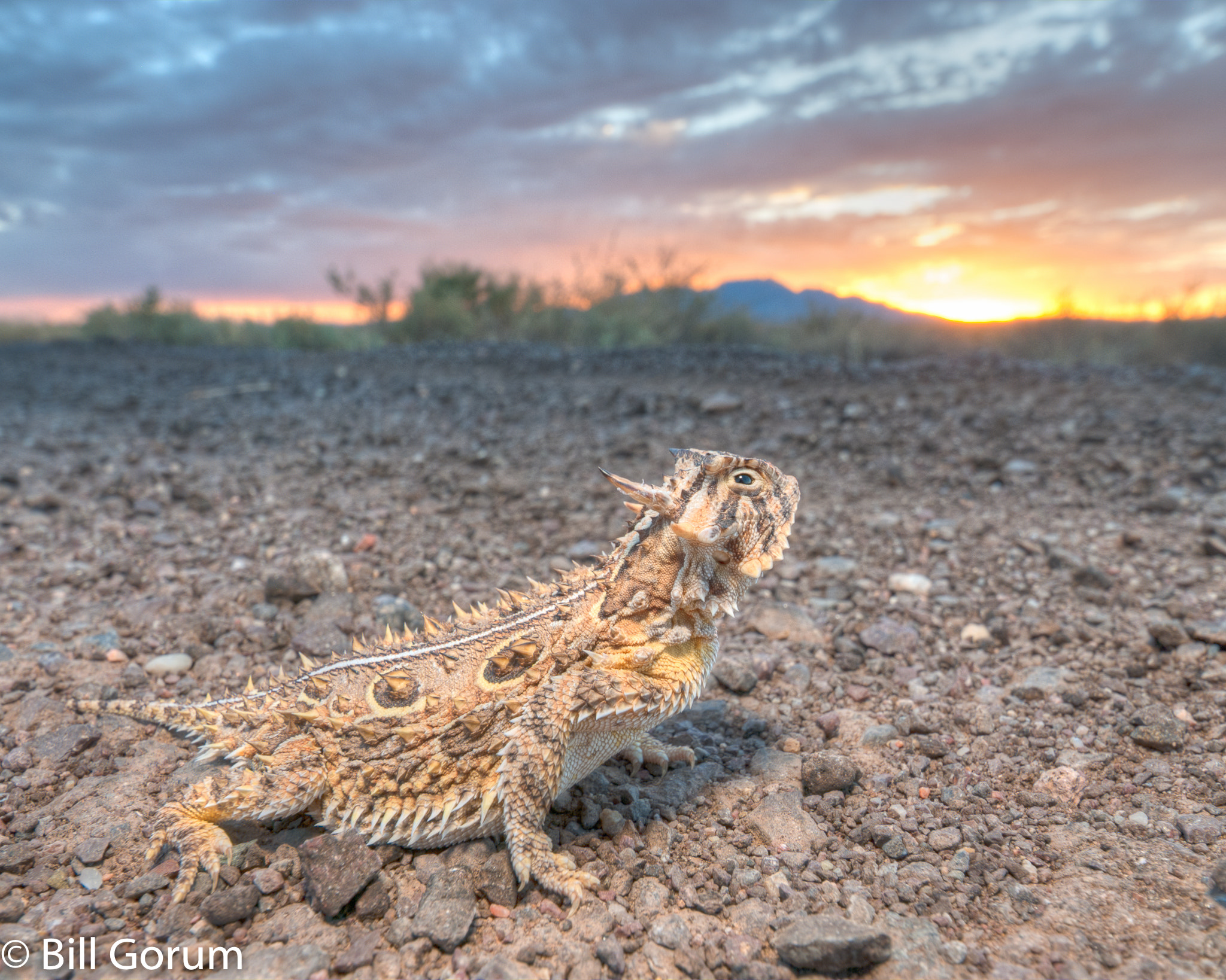 Nikon D200 sample photo. Texas horned lizard at sunset, new mexico. photography