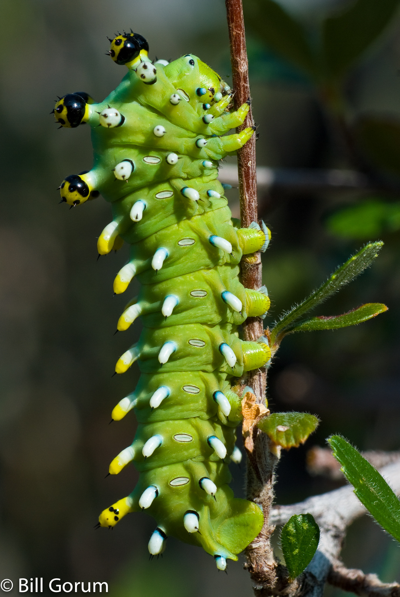 Nikon D200 sample photo. Columbia silkmoth caterpillar photography