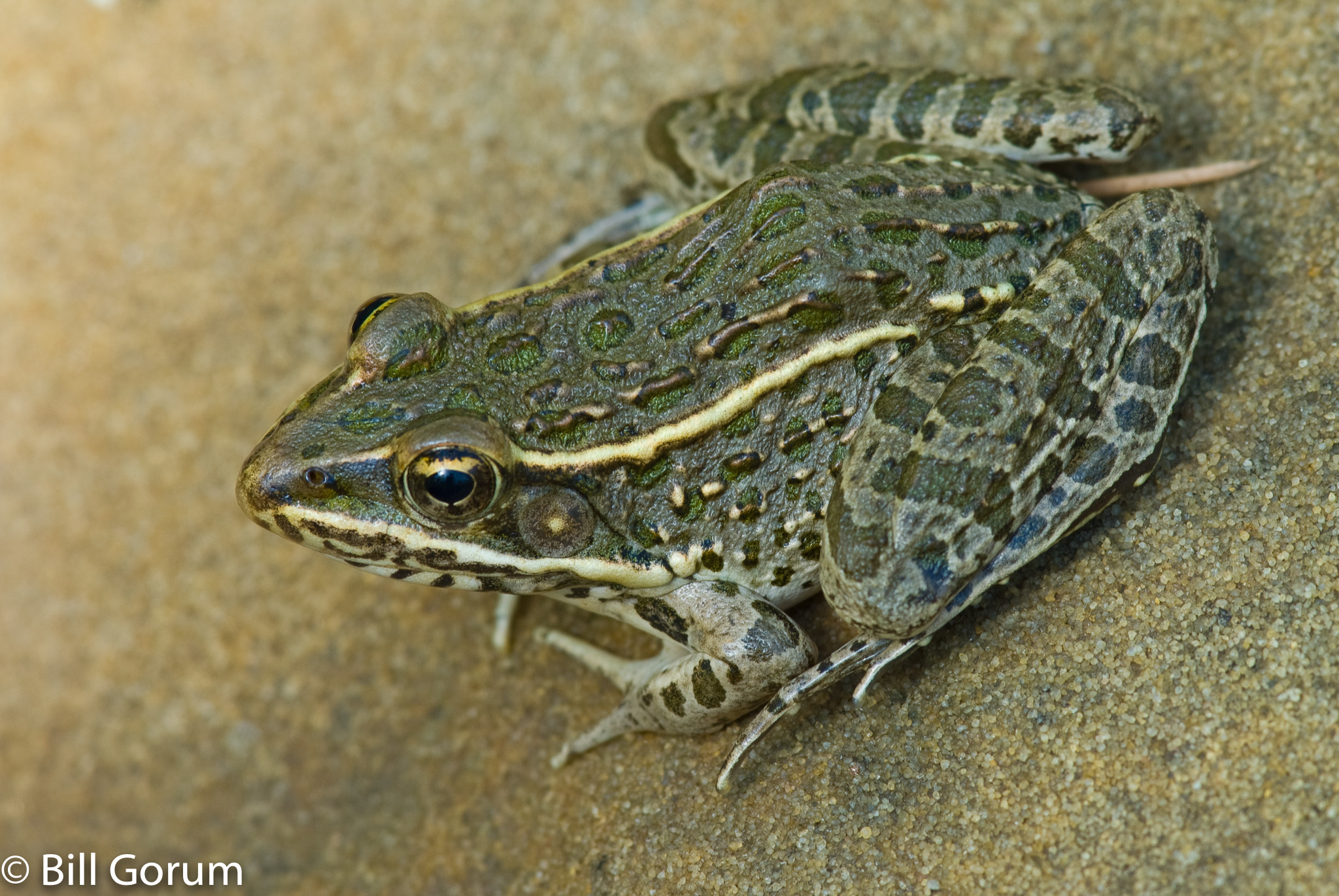 Nikon D200 + Nikon AF-S Nikkor 300mm F4D ED-IF sample photo. Plains leopard frog, (lithobates blairi). photography