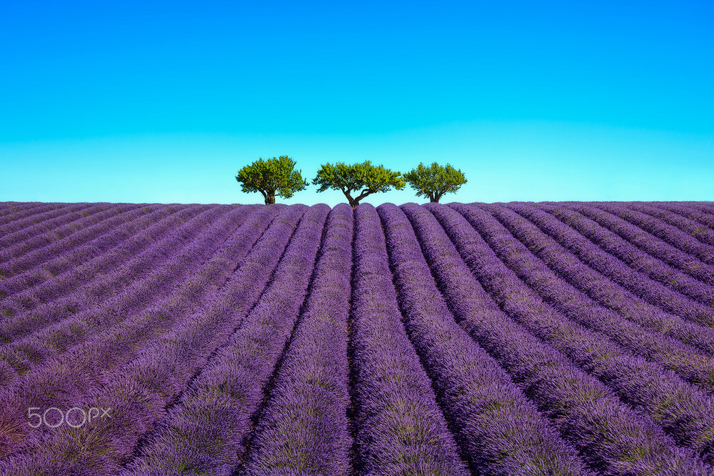 Canon EOS 5DS R + Canon EF 70-200mm F4L IS USM sample photo. Lavender and trees uphill. provence, france photography