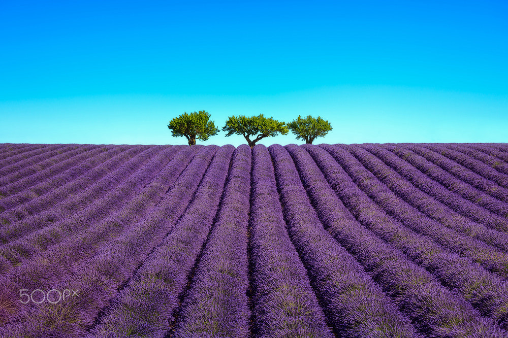 Canon EF 70-200mm F4L IS USM sample photo. Lavender and trees uphill. provence, france photography