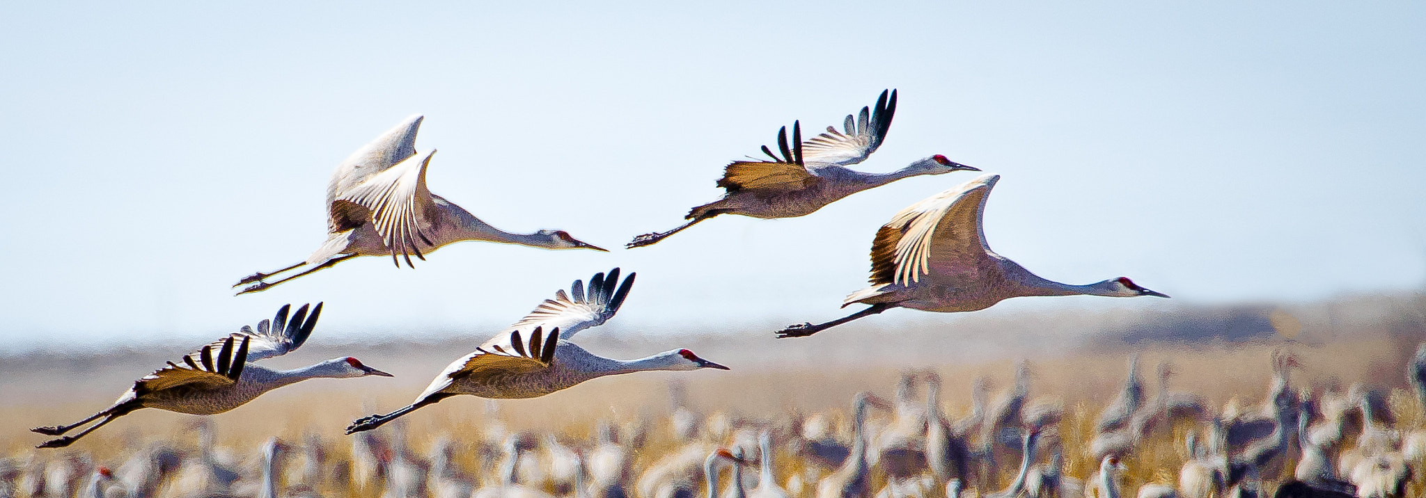 Nikon AF-S Nikkor 200-400mm F4G ED-IF VR sample photo. Sand hill cranes photography