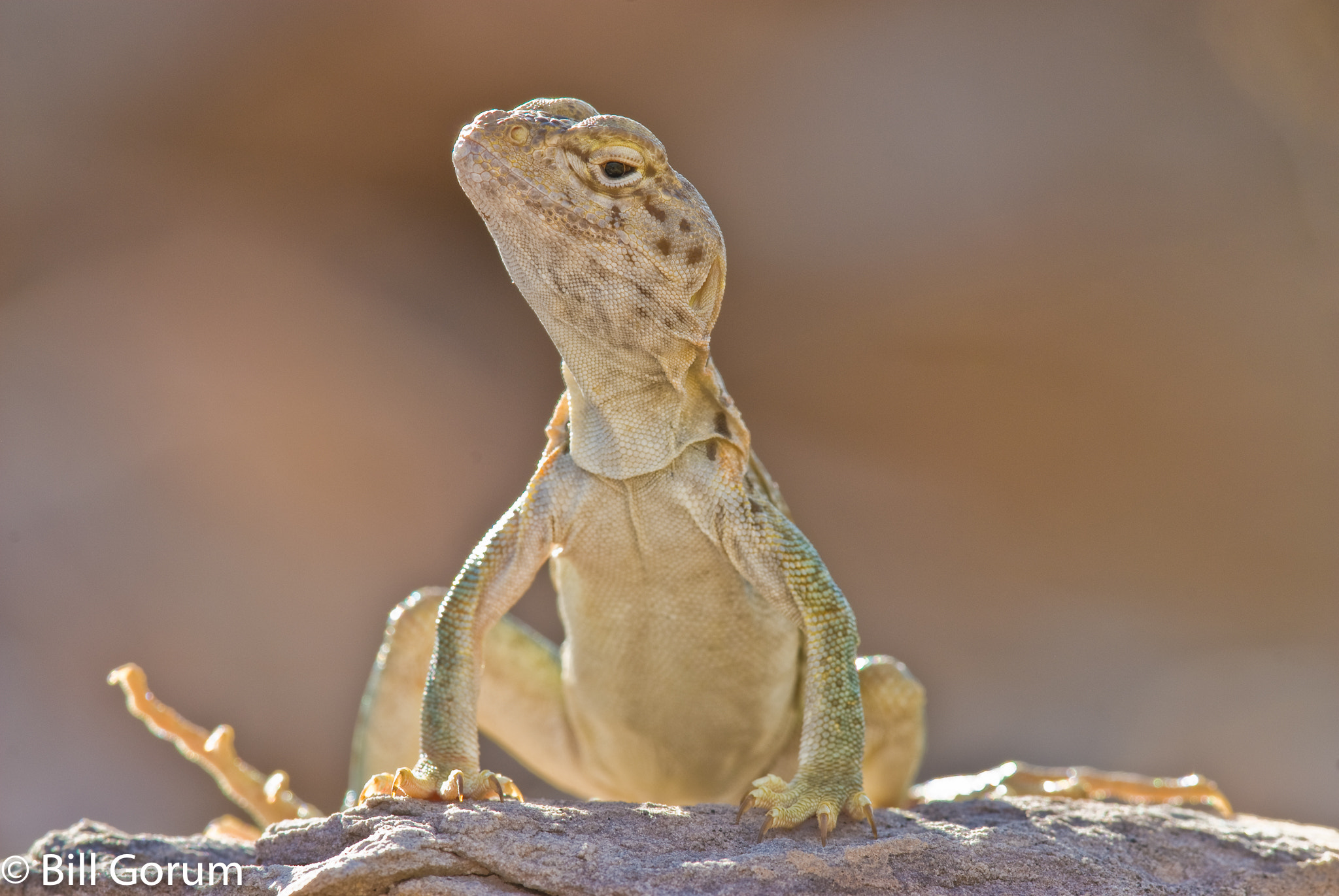 Nikon D200 + Nikon AF-S Nikkor 300mm F4D ED-IF sample photo. Basking eastern collared lizard, new mexico. photography