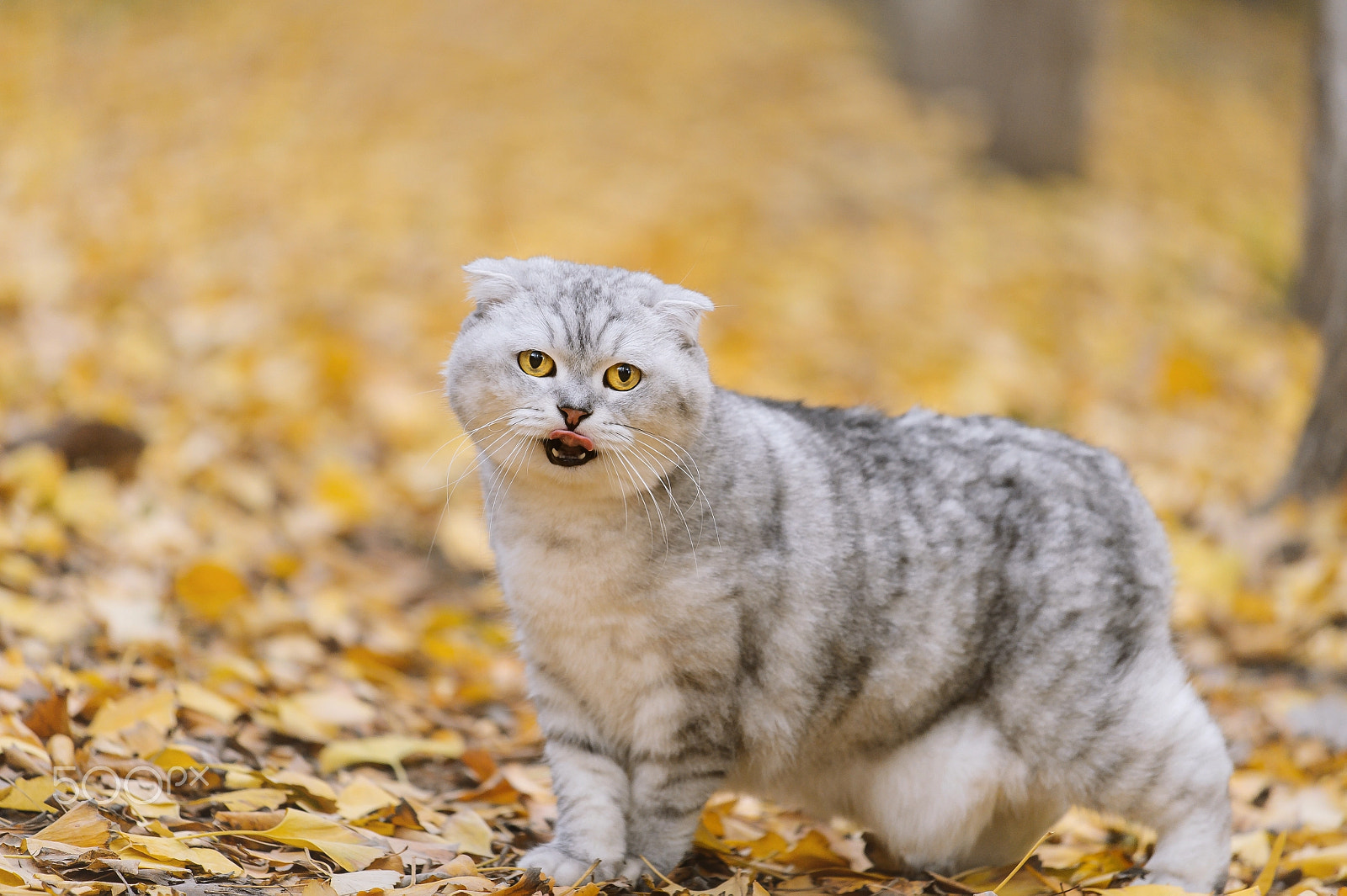 Nikon AF-S Nikkor 70-200mm F4G ED VR sample photo. We're a family photography