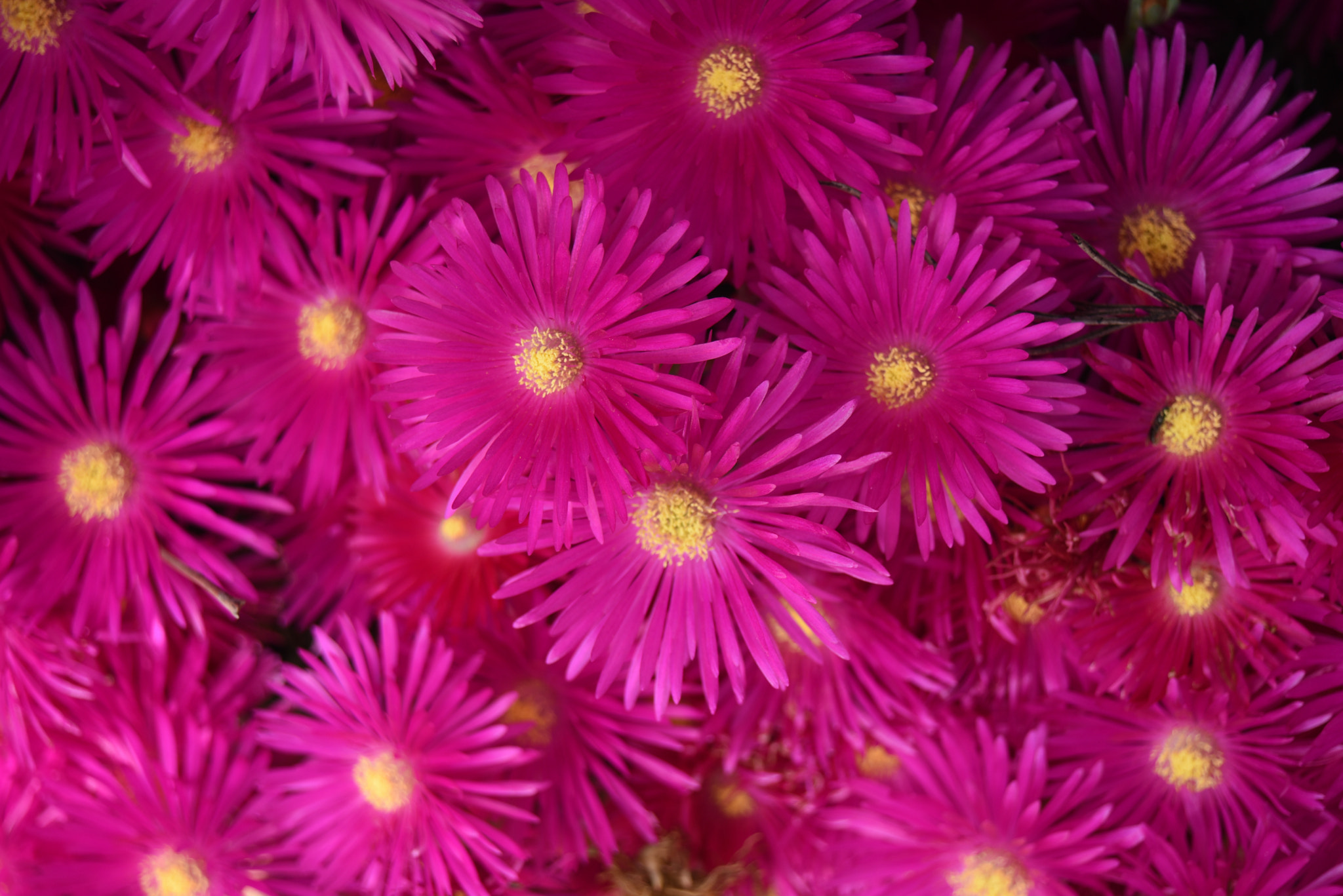 AF Zoom-Nikkor 28-80mm f/3.5-5.6D sample photo. Flowers, kingsford, nsw photography