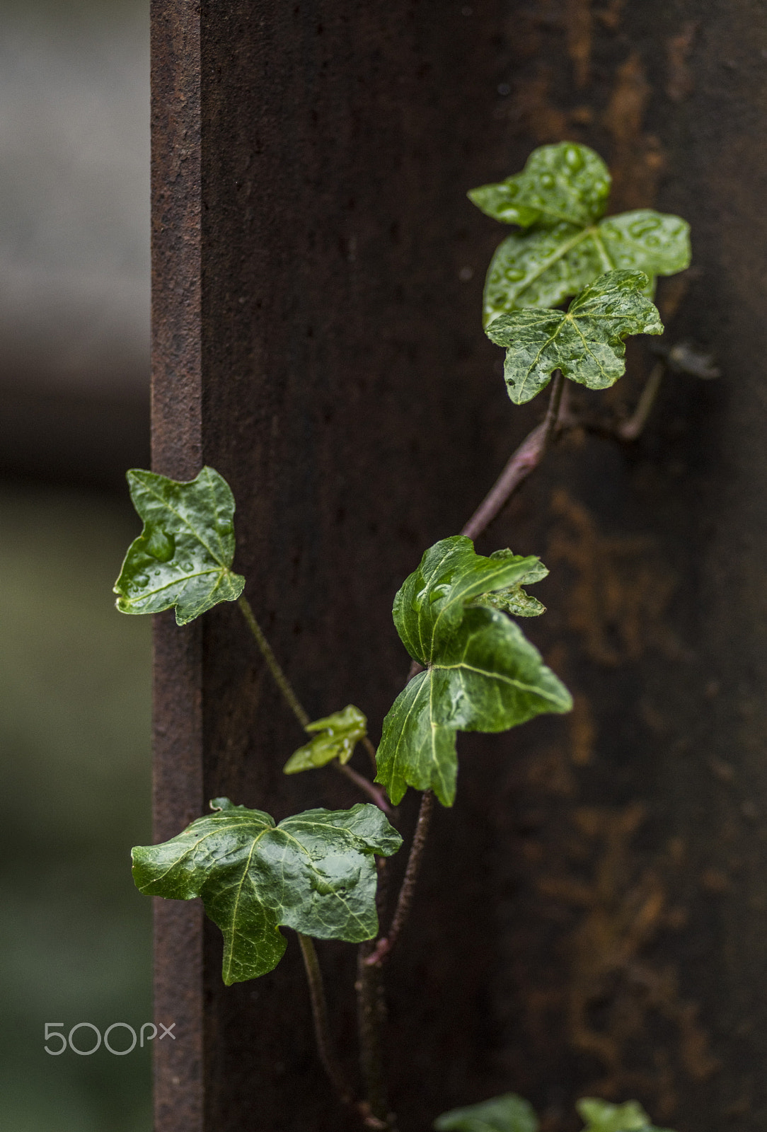 Nikon D5500 + Nikon AF Nikkor 50mm F1.4D sample photo. Life and rust photography