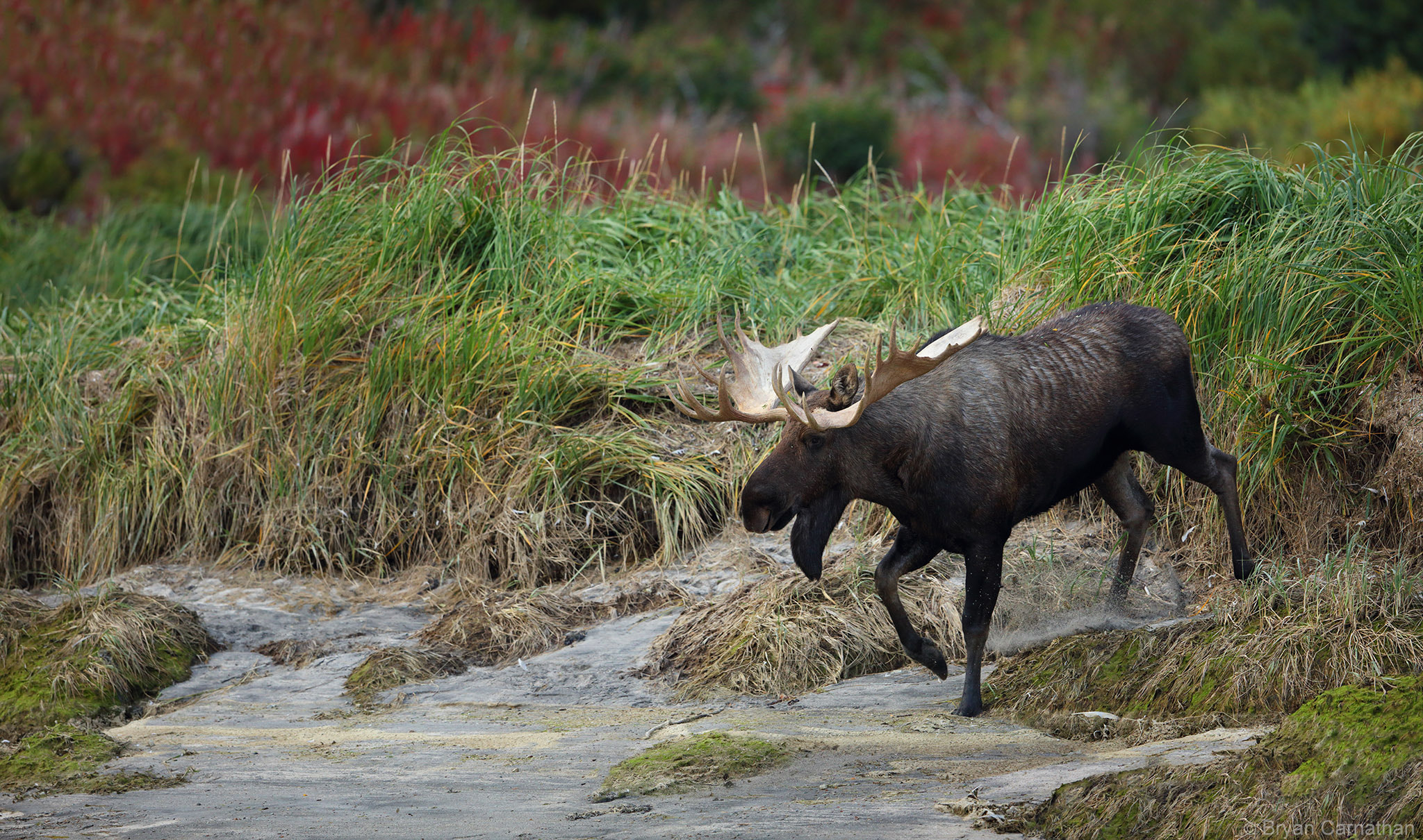 Canon EOS 5DS R + Canon EF 600mm F4L IS II USM sample photo. Huge bull moose, katmai national park, alaska photography