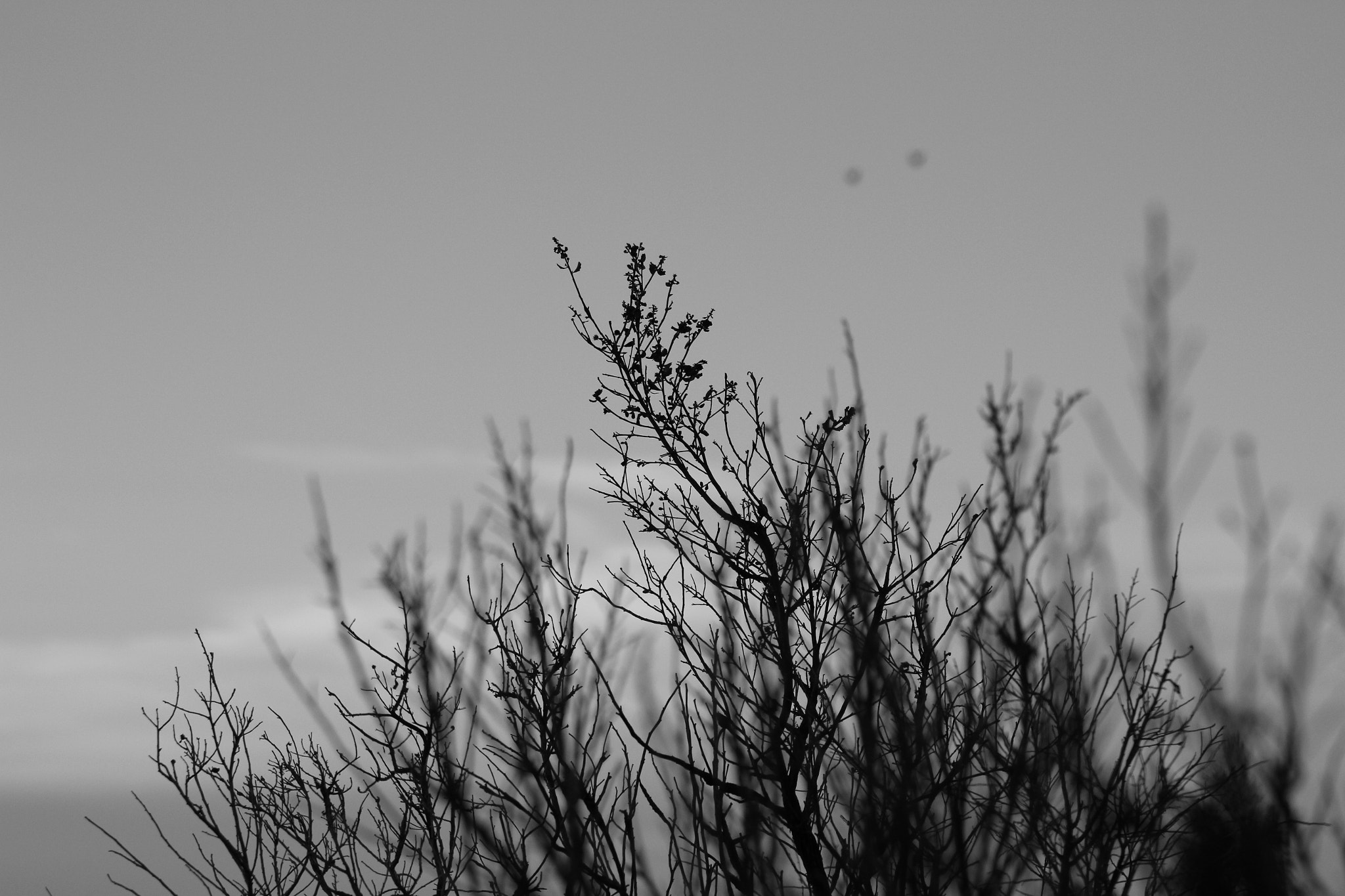 Canon EOS 100D (EOS Rebel SL1 / EOS Kiss X7) sample photo. Senses be praised photography