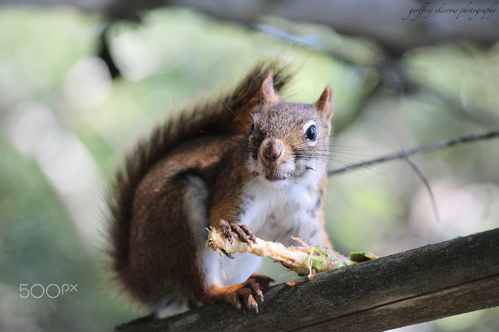 Sigma 70-300mm F4-5.6 APO DG Macro sample photo. Red squirrel at lake wahwashkesh photography