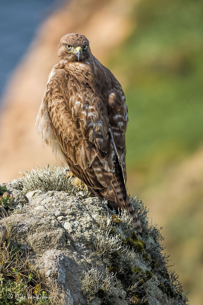 Nikon AF-S Nikkor 300mm F4D ED-IF sample photo. Pt reyes hawk photography