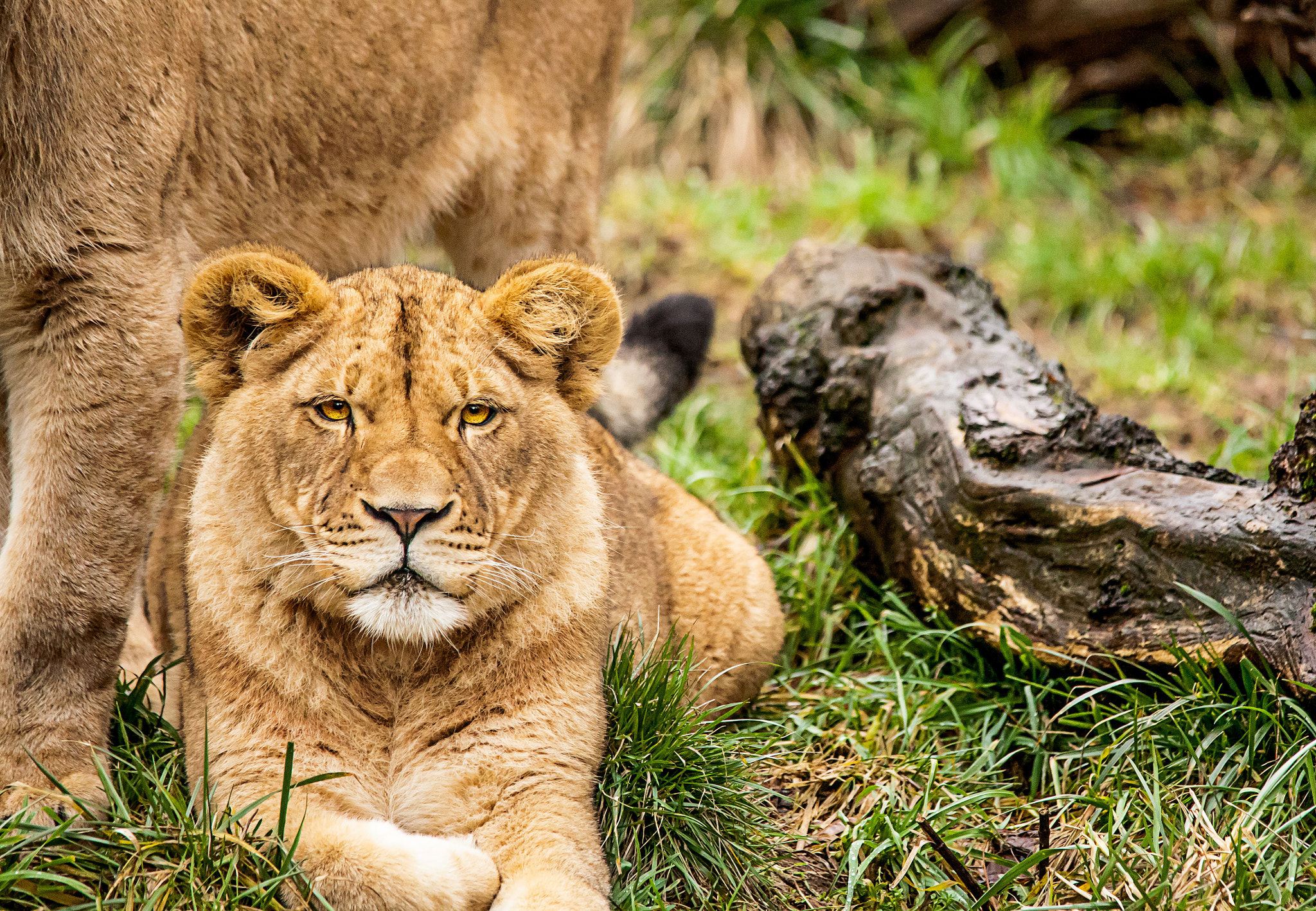 Sigma 150-500mm F5-6.3 DG OS HSM sample photo. Lion photography