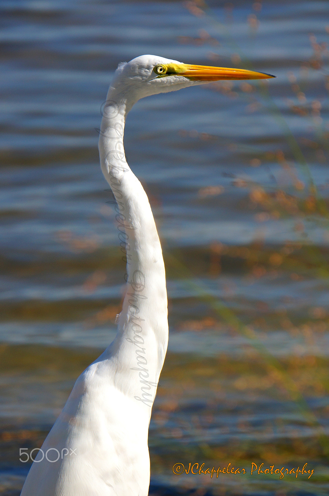 Sony Alpha NEX-5T sample photo. Egret hunts photography