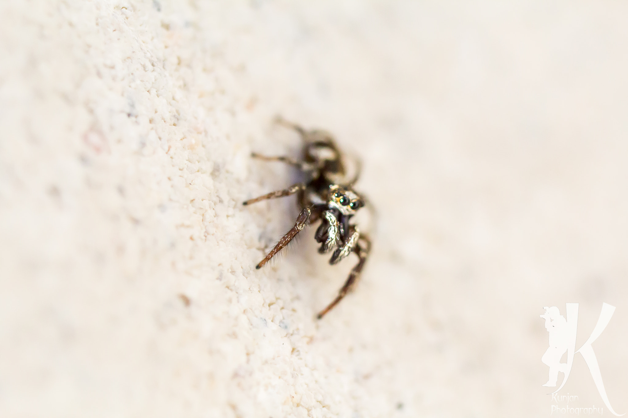 Canon EF 50mm F2.5 Macro sample photo. This spider photography