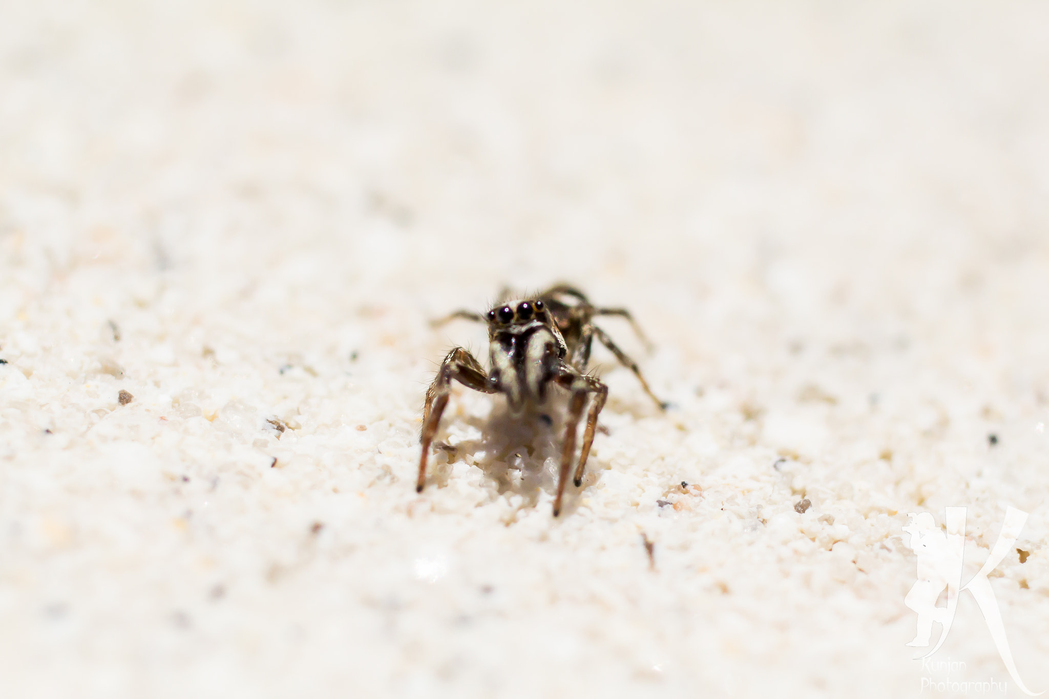 Canon EF 50mm F2.5 Macro sample photo. This spider photography