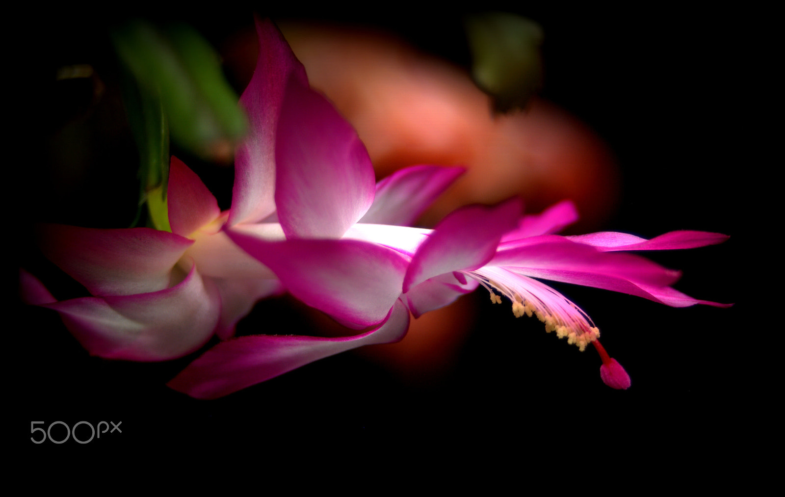 Sigma 28-90mm F3.5-5.6 Macro sample photo. Schlumbergera flower photography