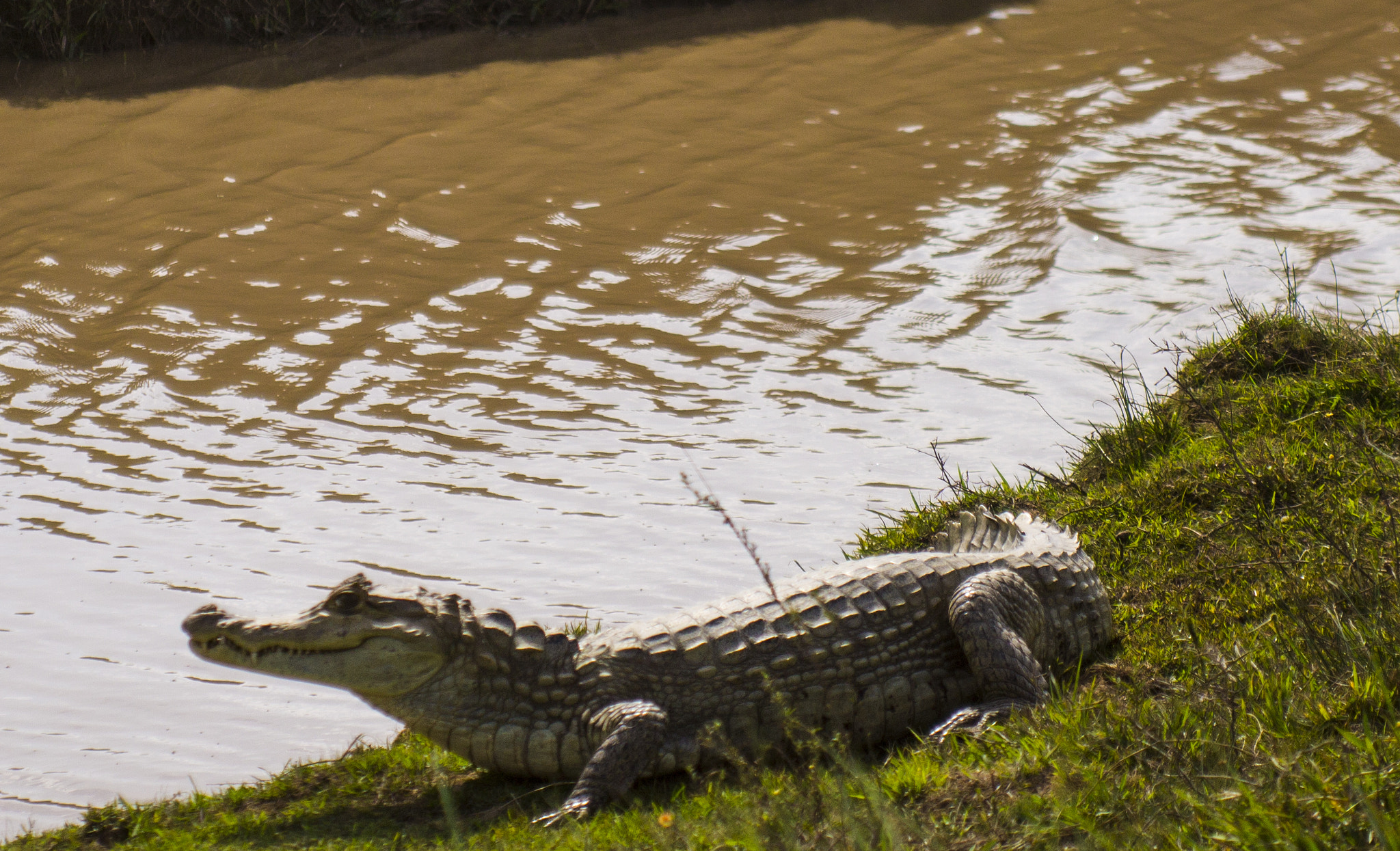 Canon EF 28-80mm f/2.8-4L sample photo. Aligator photography