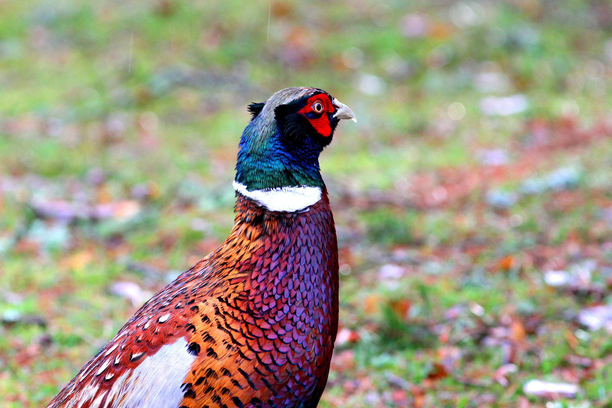 Canon EF 300mm F4L IS USM sample photo. Cock pheasant photography