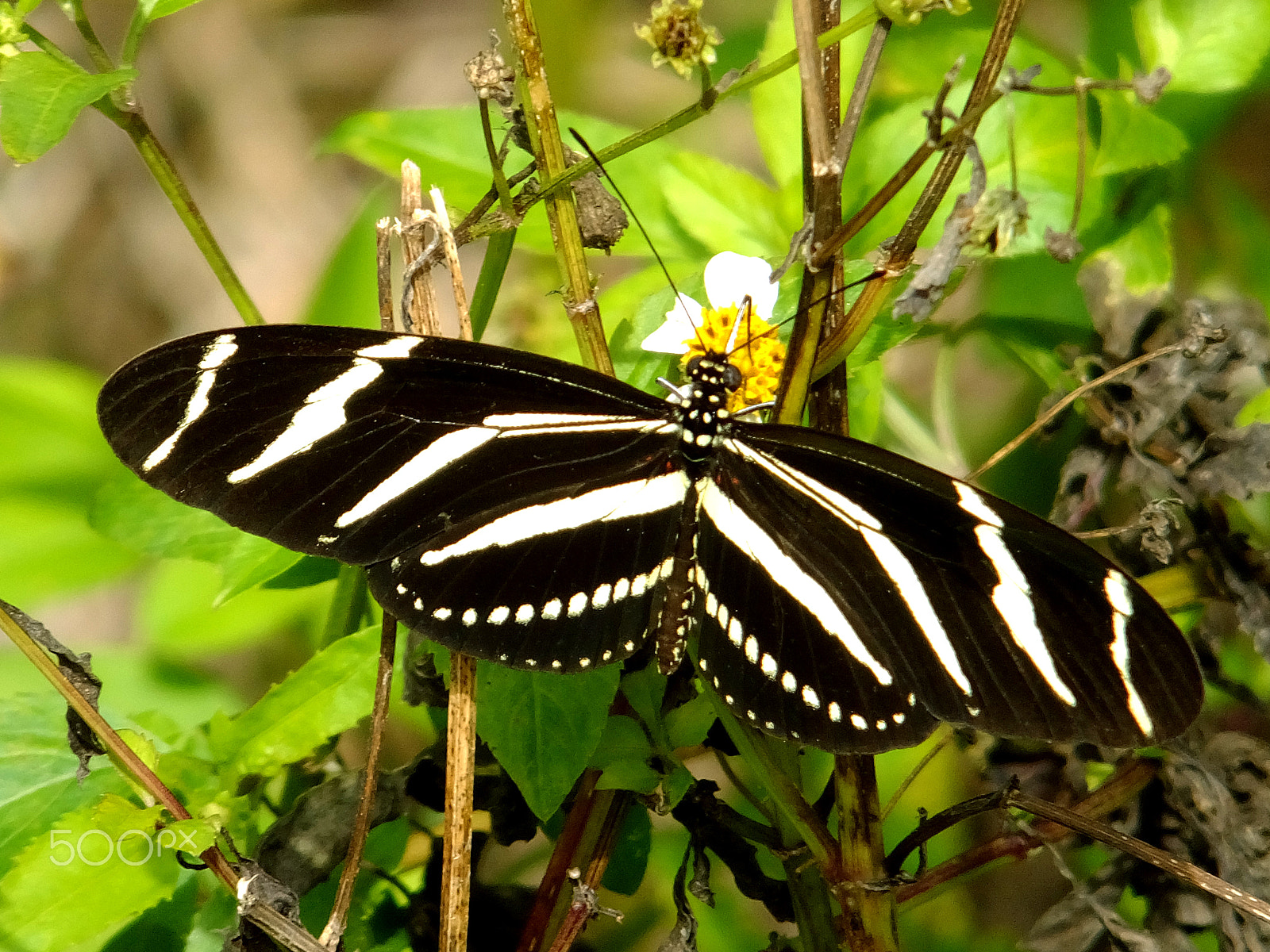 Fujifilm FinePix F850EXR sample photo. Zebra butterfly. heliconius charitonius photography