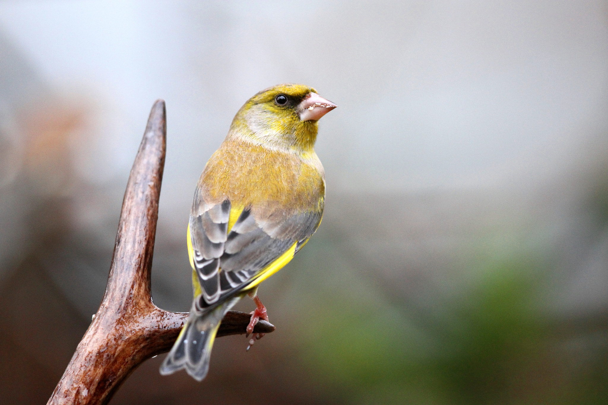 Canon EF 500mm F4L IS II USM sample photo. Green finch on antler photography