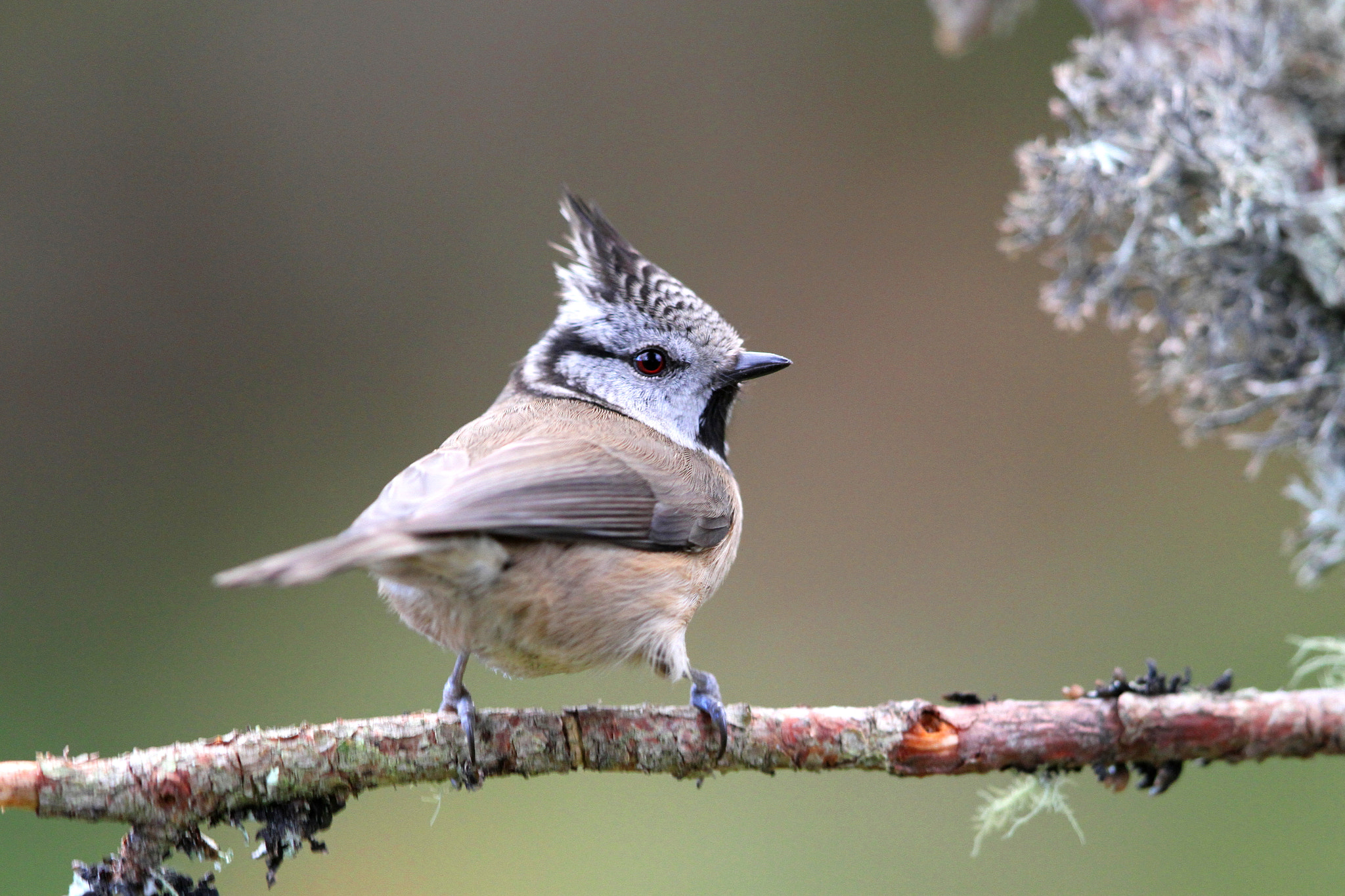 Canon EF 500mm F4L IS II USM sample photo. Crested tit 4 photography