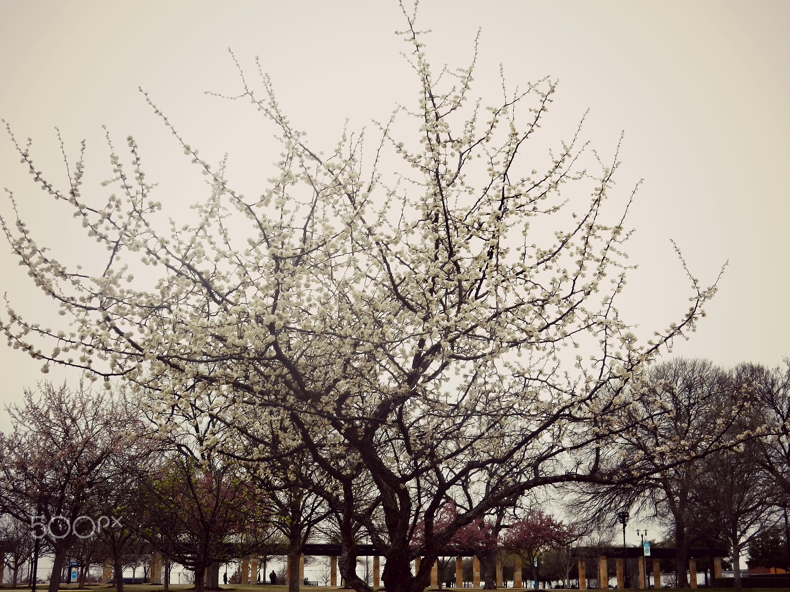 Nikon Coolpix S800c sample photo. Winter nature photography