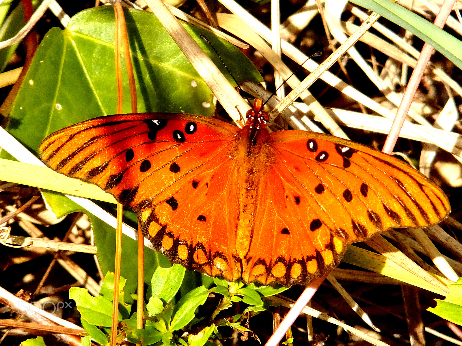 Fujifilm FinePix F850EXR sample photo. Gulf fritillary butterfly. agraulis vanilla photography