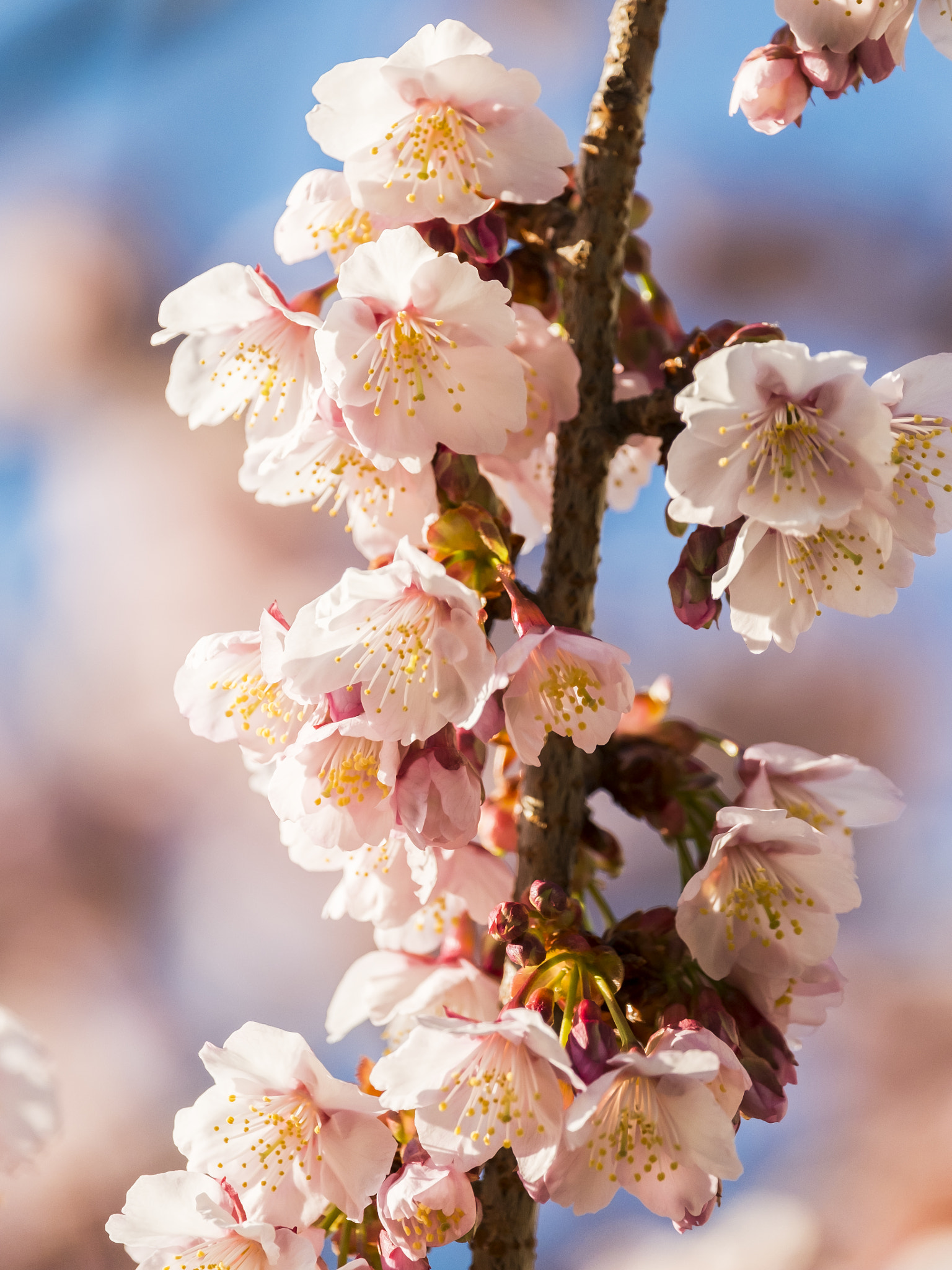 Fujifilm X-M1 + Fujifilm XF 55-200mm F3.5-4.8 R LM OIS sample photo. Sakura photography