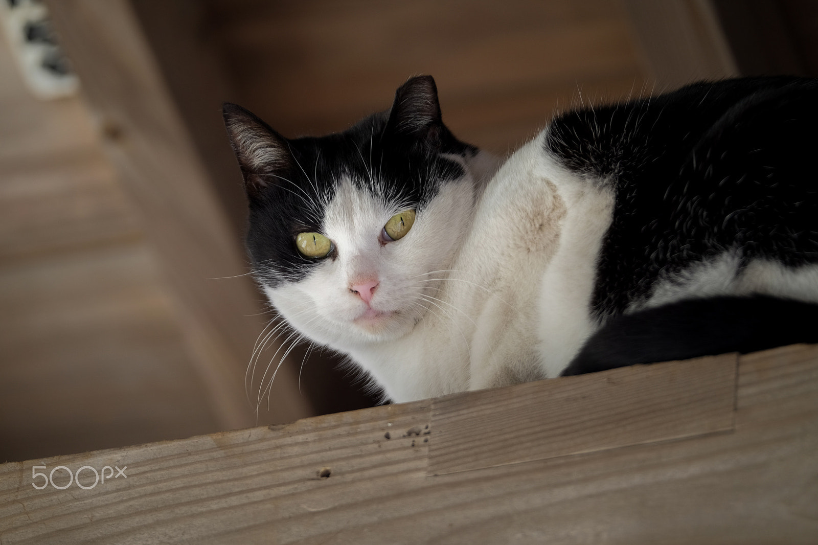 XF50-140mmF2.8 R LM OIS WR + 1.4x sample photo. Temple cat photography