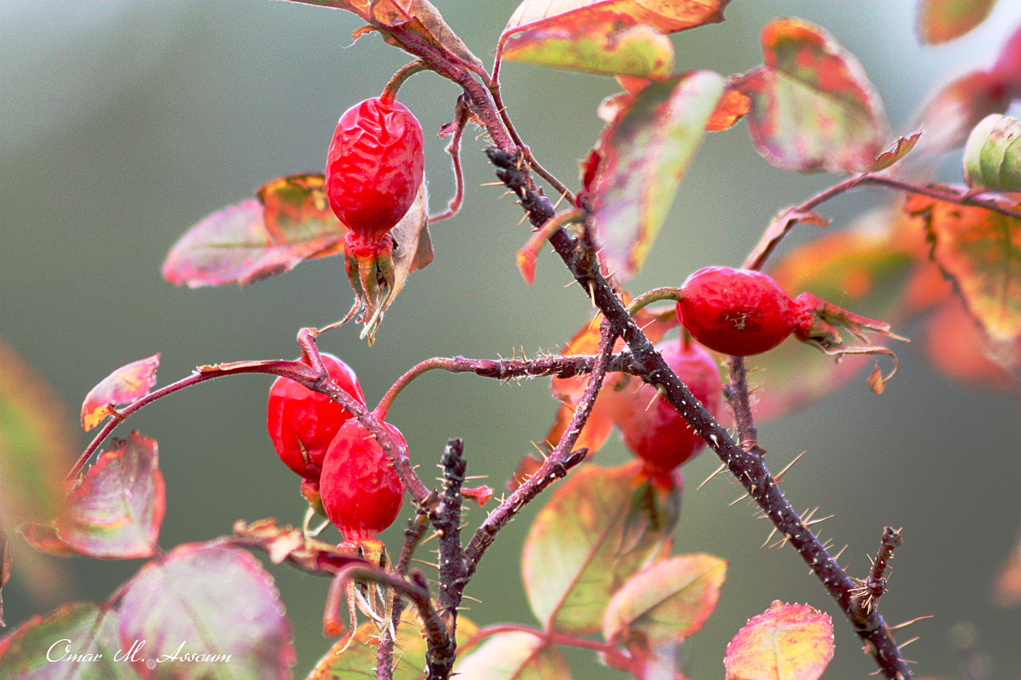 Canon EF 75-300mm F4.0-5.6 IS USM sample photo. Wild rose hips photography