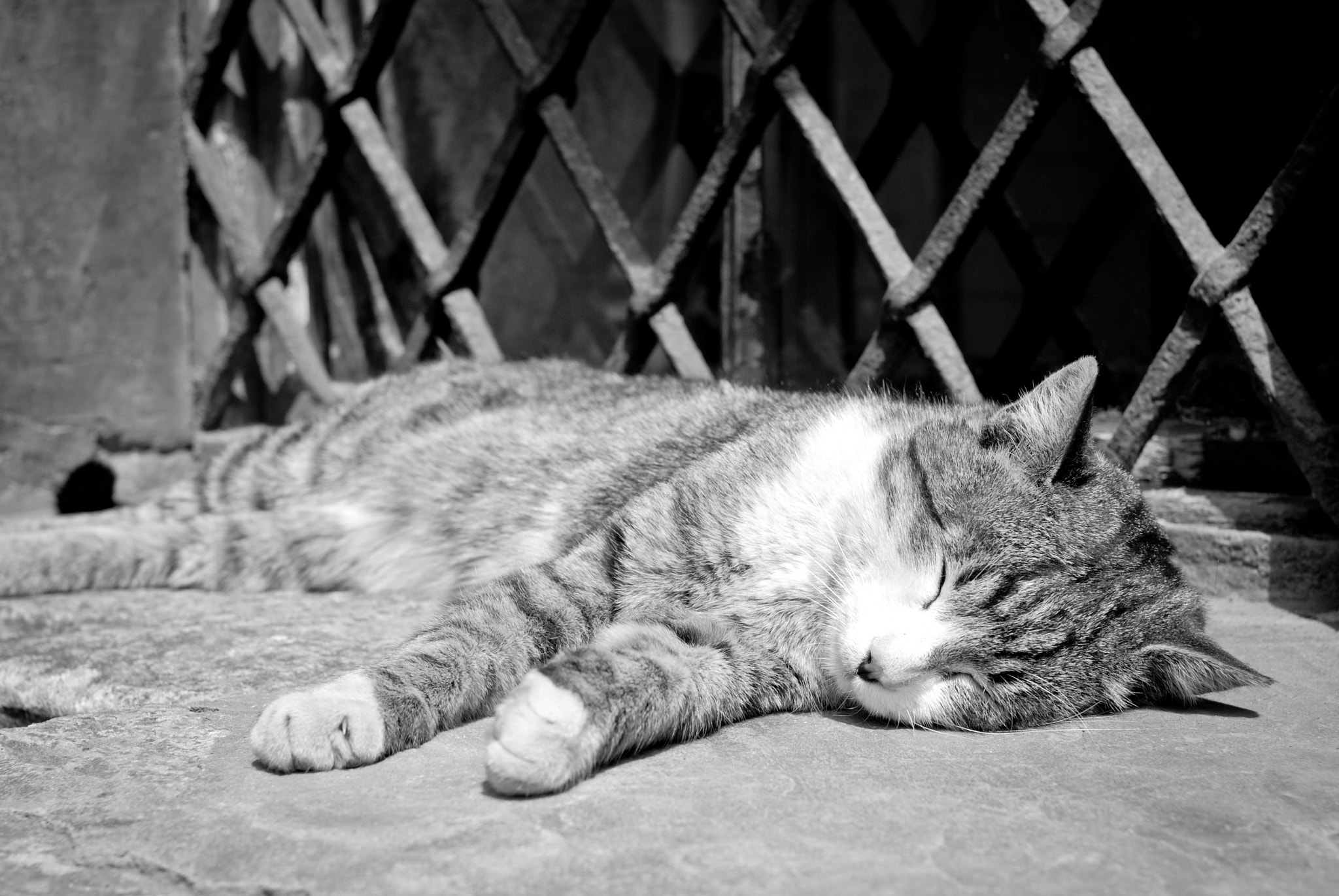 Nikon D80 + Nikon AF Nikkor 35mm F2D sample photo. Cat photography