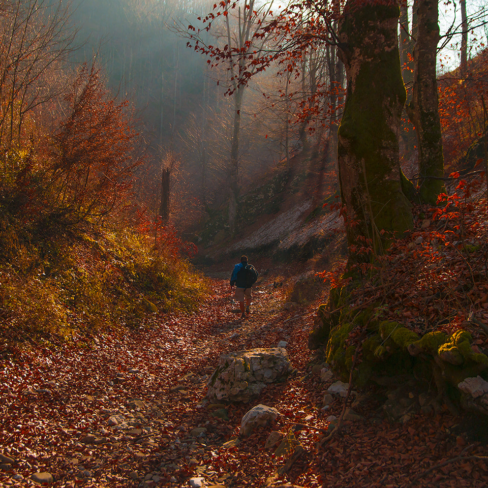 Sony Alpha DSLR-A850 sample photo. Old mountains forest photography