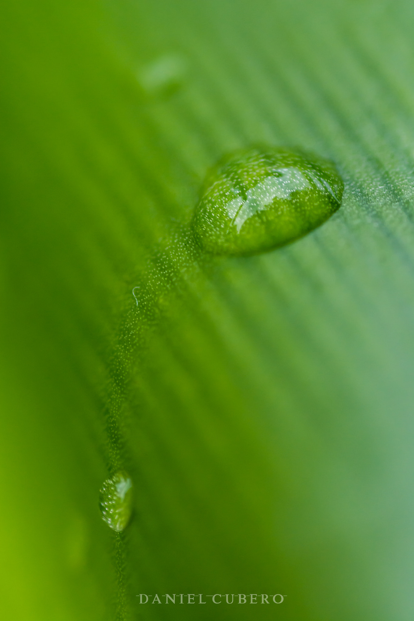 Tamron SP AF 90mm F2.8 Di Macro sample photo. Green race photography