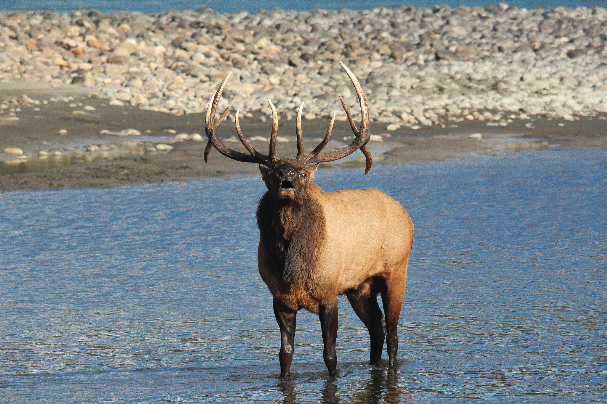 Sigma 150-500mm F5-6.3 DG OS HSM sample photo. Bull elk calling photography